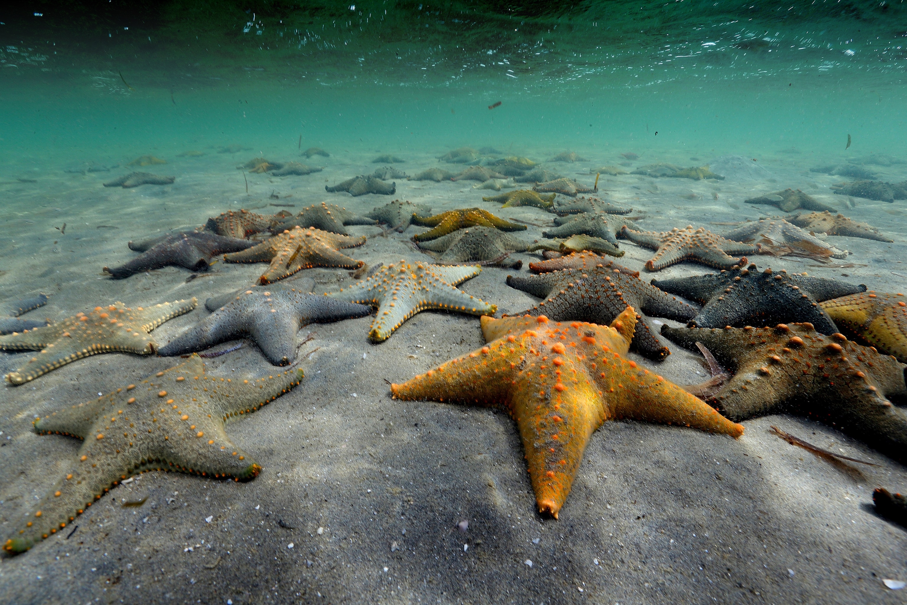 A group of starfish were found basking on the seafloor during a dive in Inhambane, Mozambique. The group's large size and the presence of huge schools of juvenile fish, seahorses and baby octopuses, were all clear signals that the estuaries on the Mozambique coast are vital to the health of the ocean.