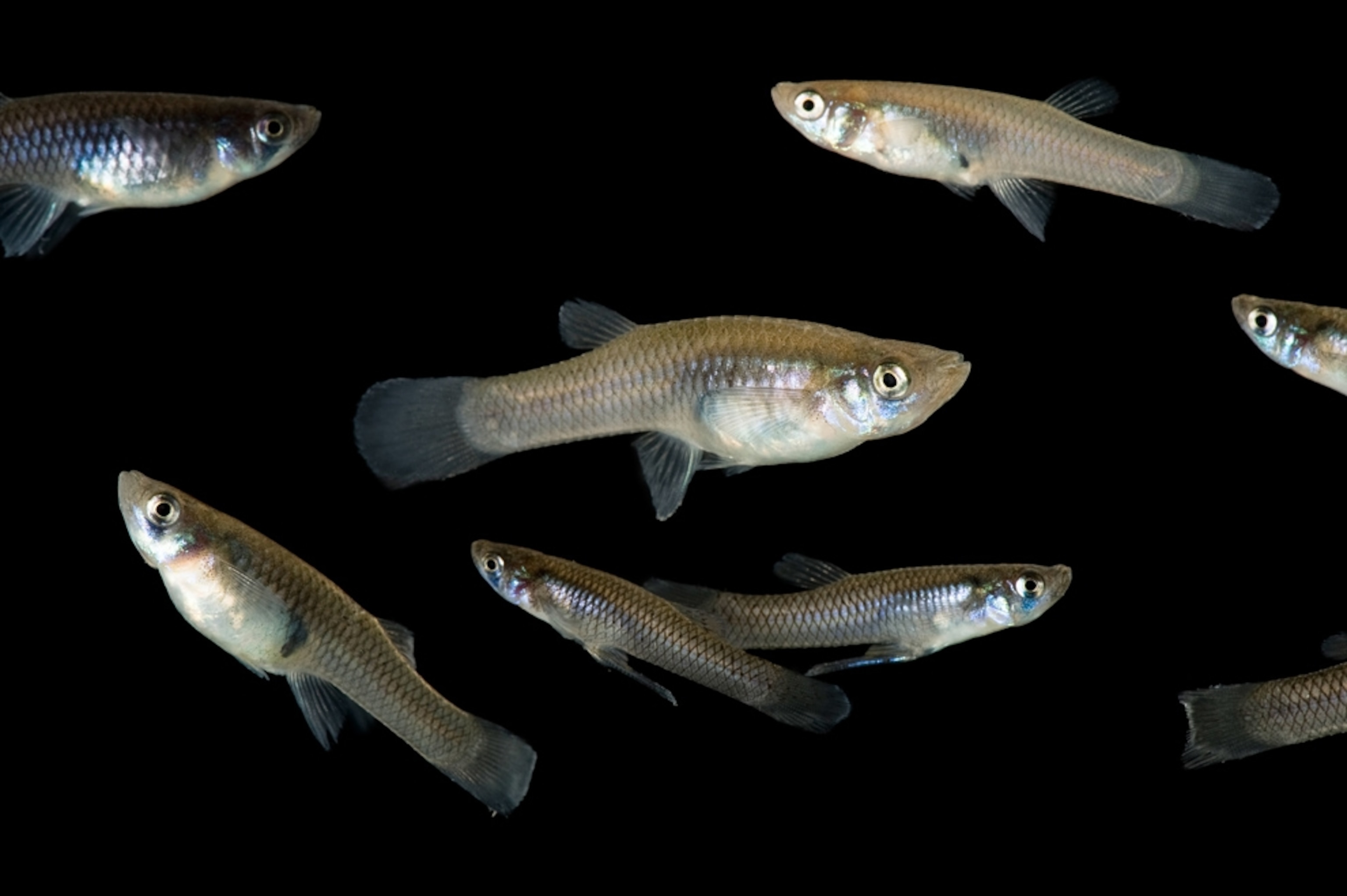 Mosquitofish.