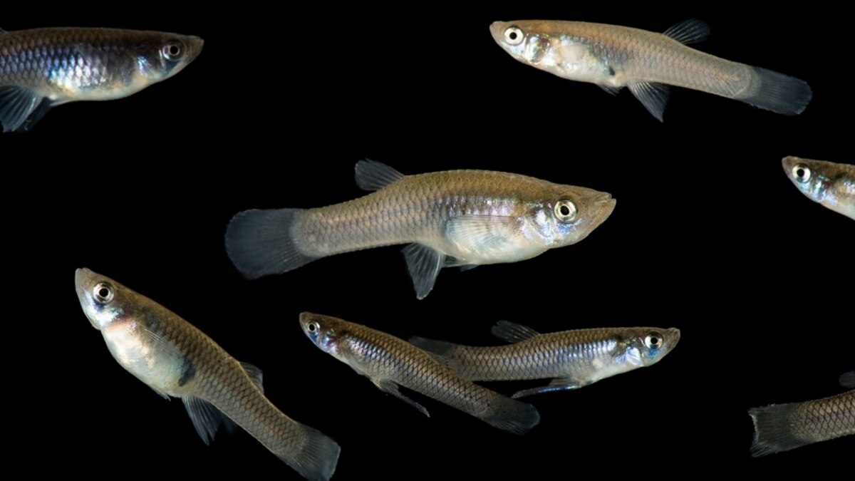 Fish as Good as College Students in Numbers Test | National Geographic