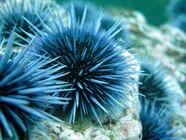 Sea Urchins National Geographic