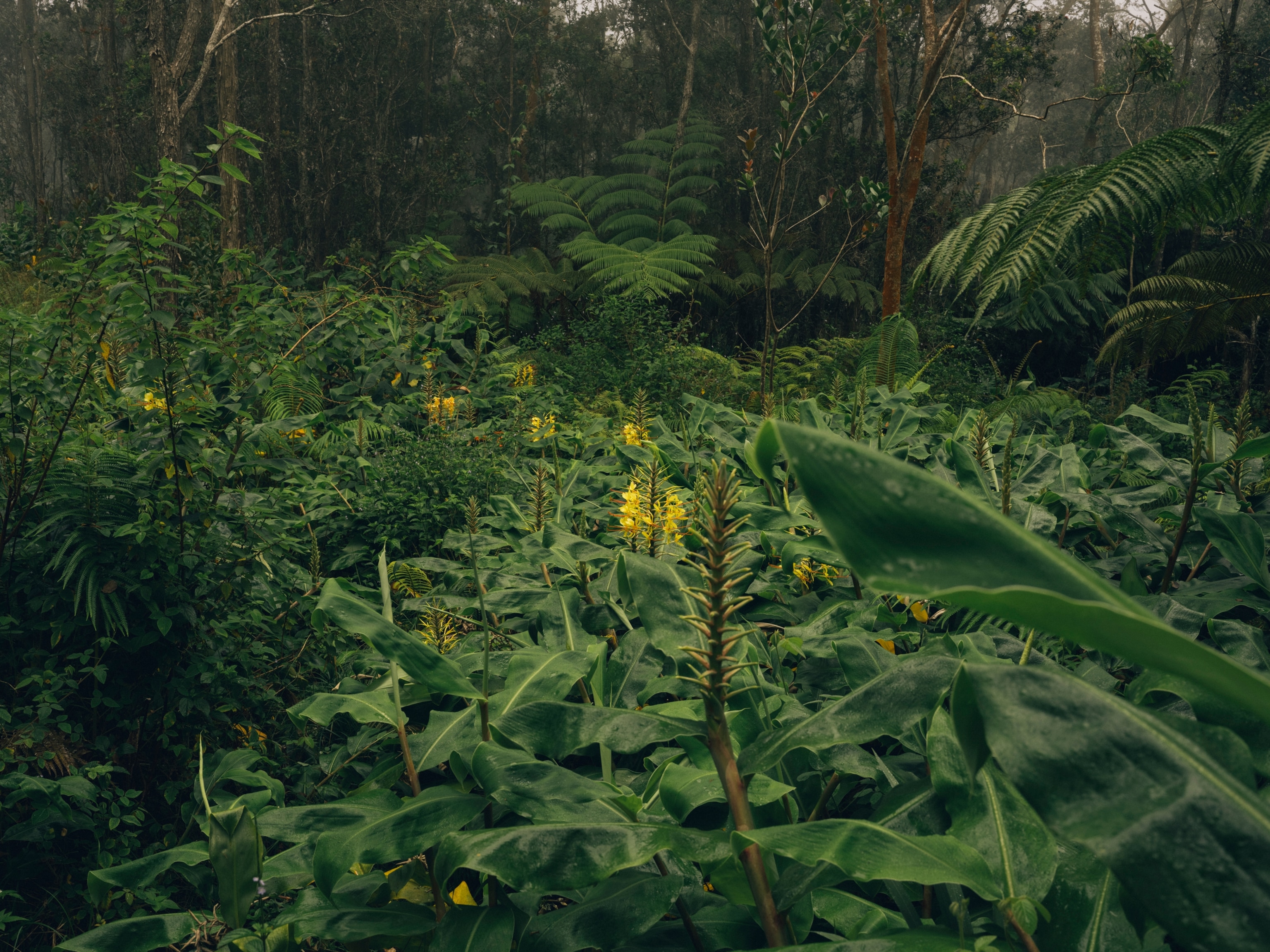 rainforest on Big Island, Hawaii