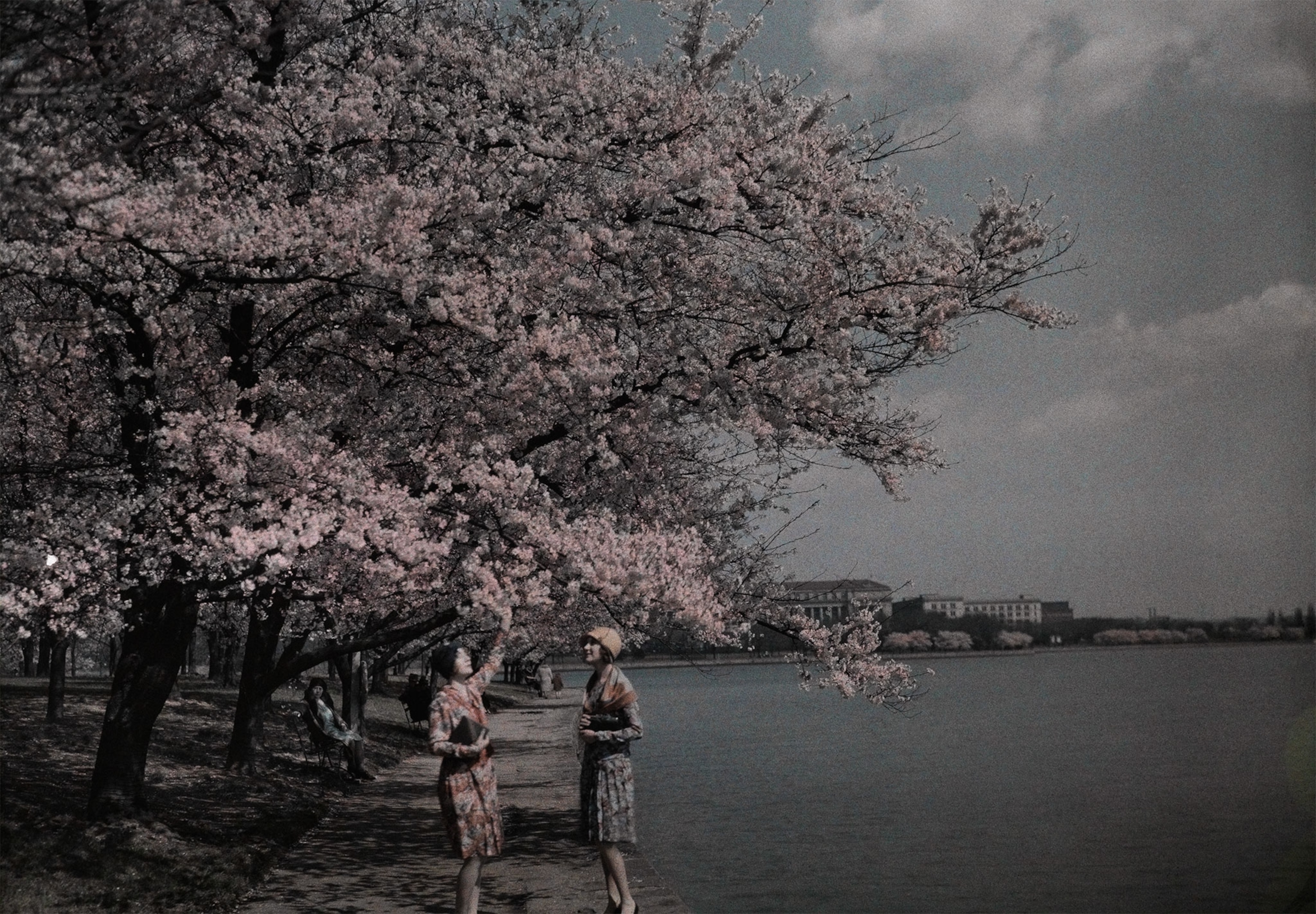 women standing near cherry blossoms in Washington D.C.