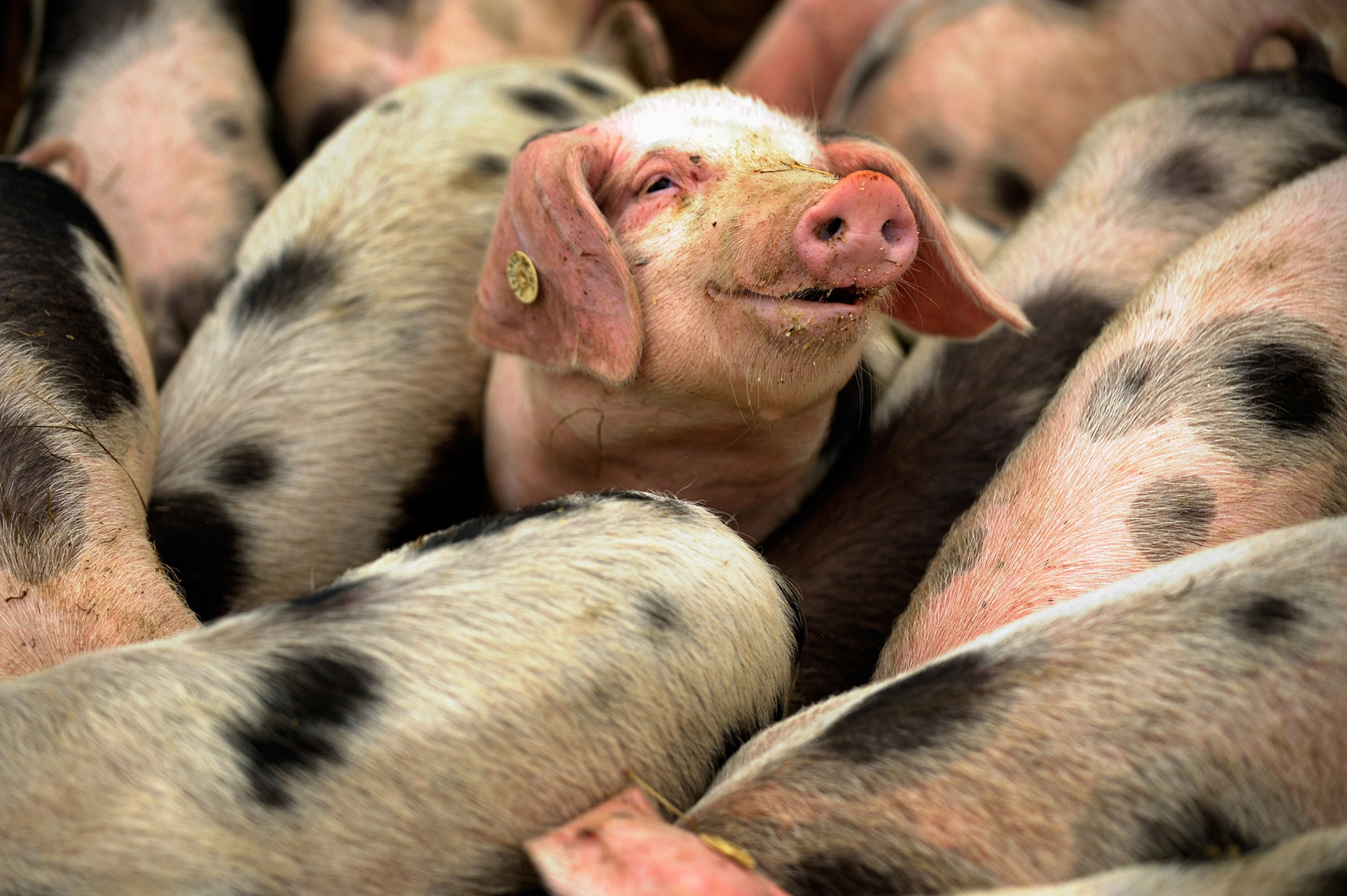 Pigs of the breed "Bunte Bentheimer" (Bentheim Black Pied) crowd in their enclosure at the Buening natural farm in Laer, western Germany.