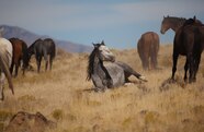 Images Of Wild Mustang Horses