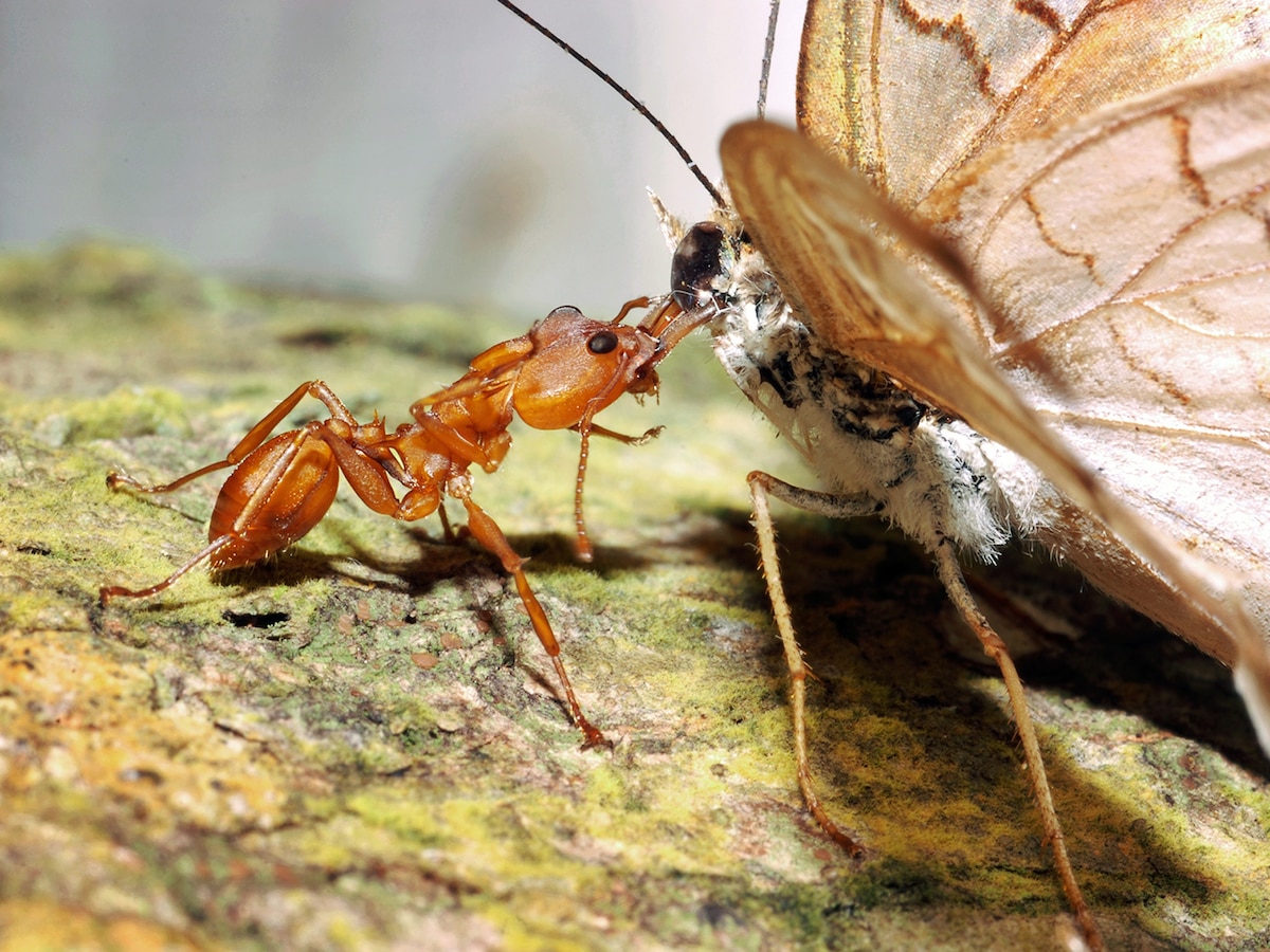 Elusive Killer Ants Explained; Bop Insects on Heads