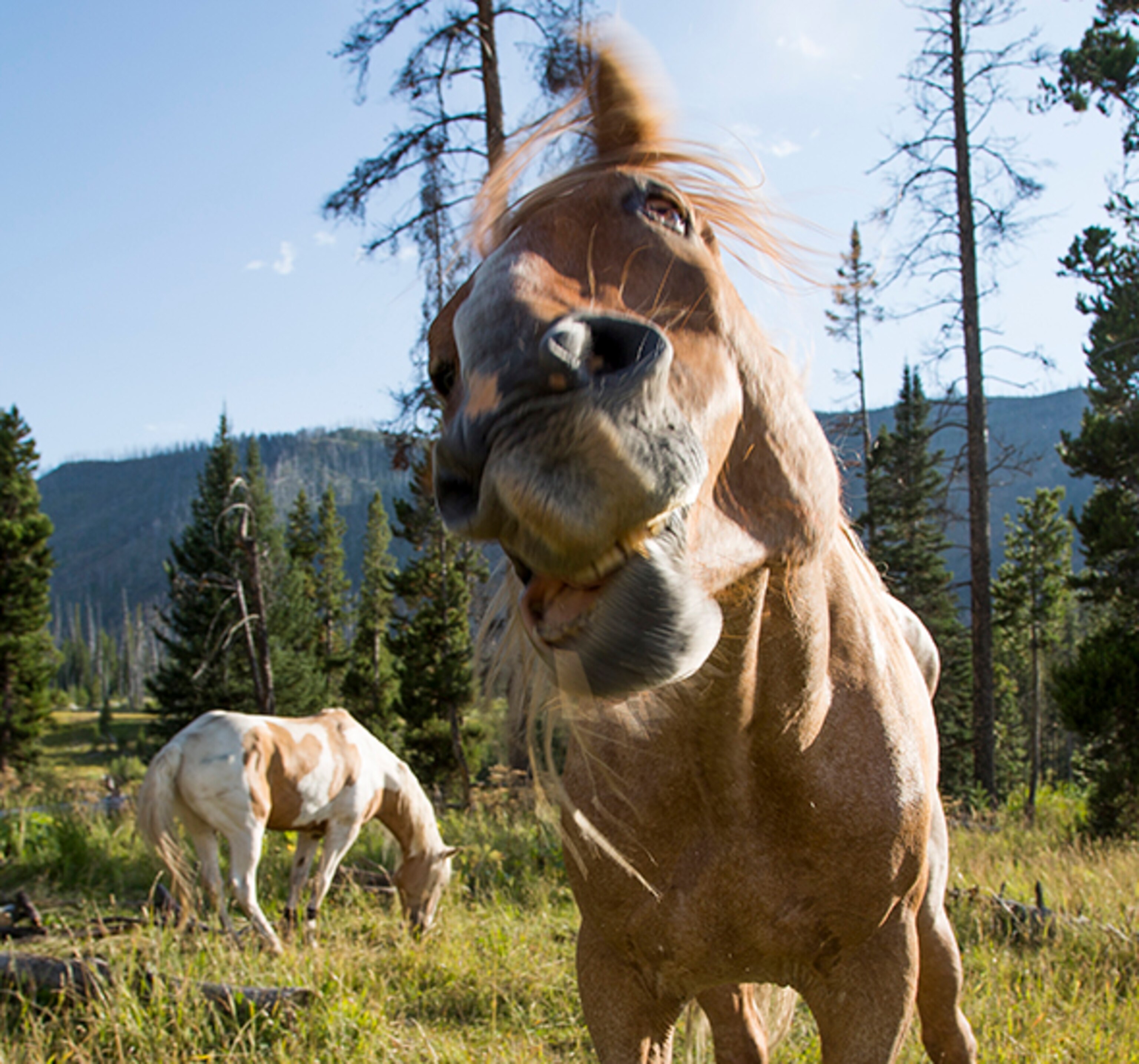 Dinosaur shakes off a long days ride; Photograph by Ben Masters