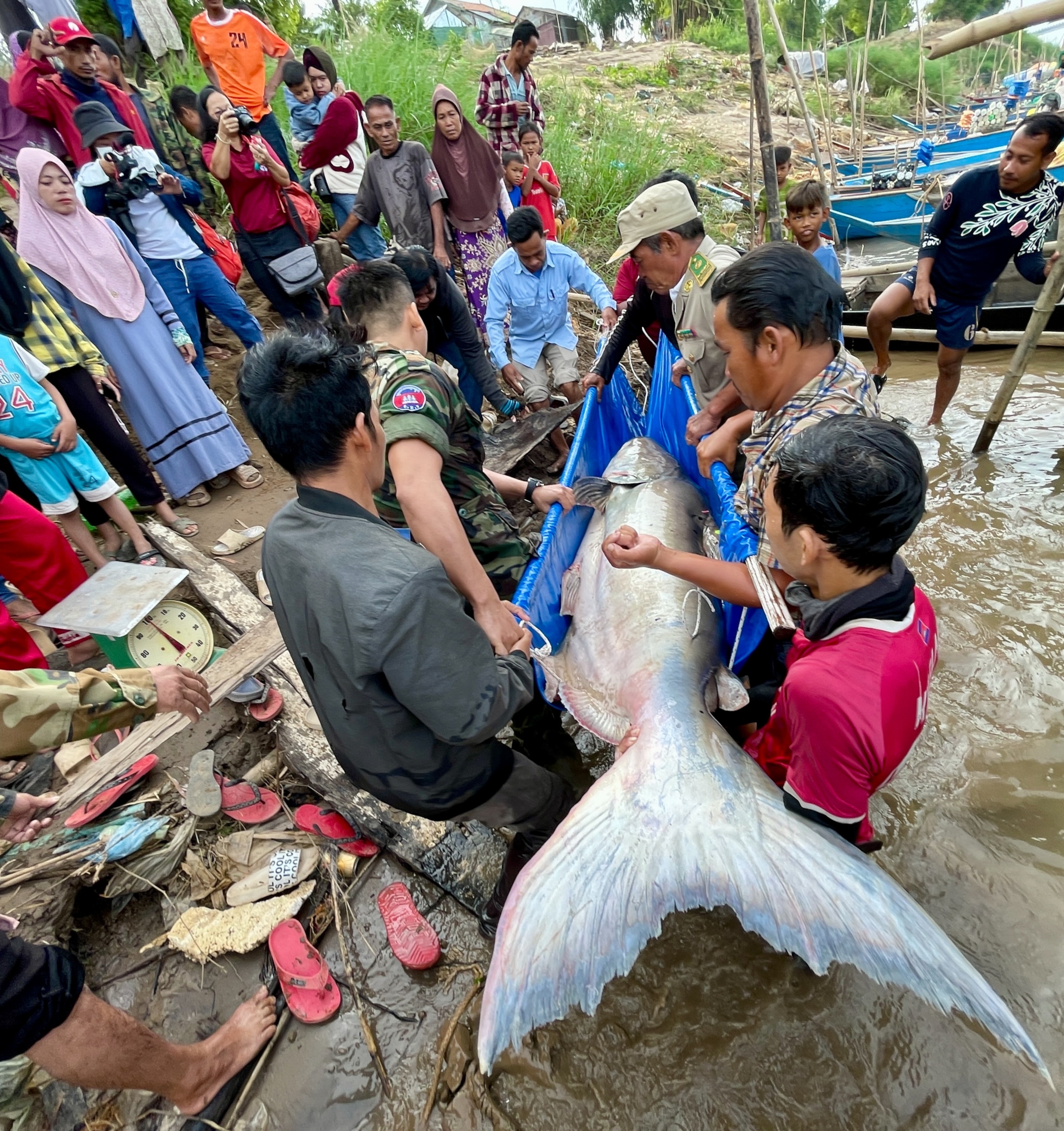 A group of people gather around a massive fish being lifted by several men near a muddy riverbank. Onlookers, including photographers, appear surprised