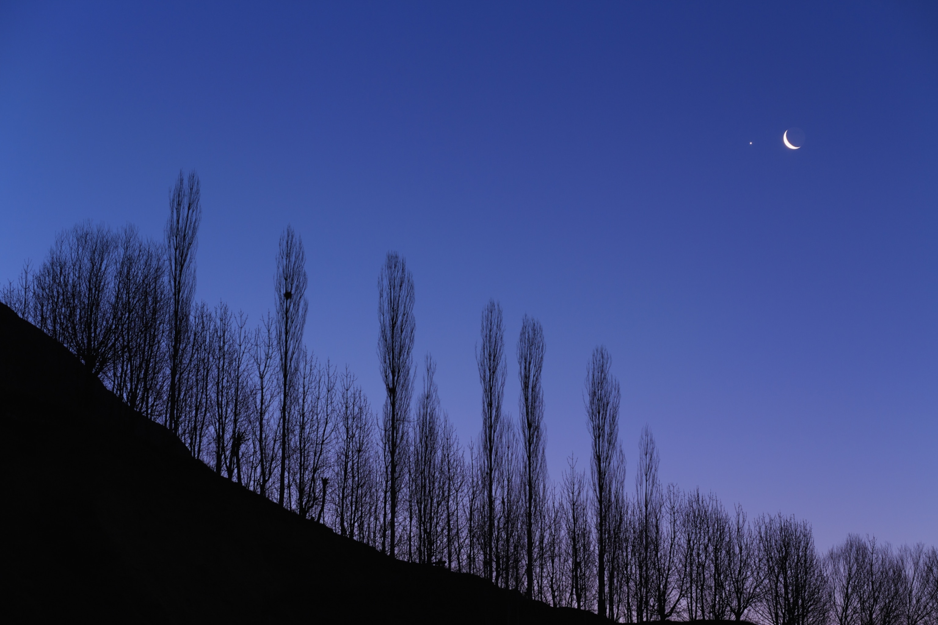Silhouetted bare trees against a twilight sky, with a crescent moon and a bright Venus