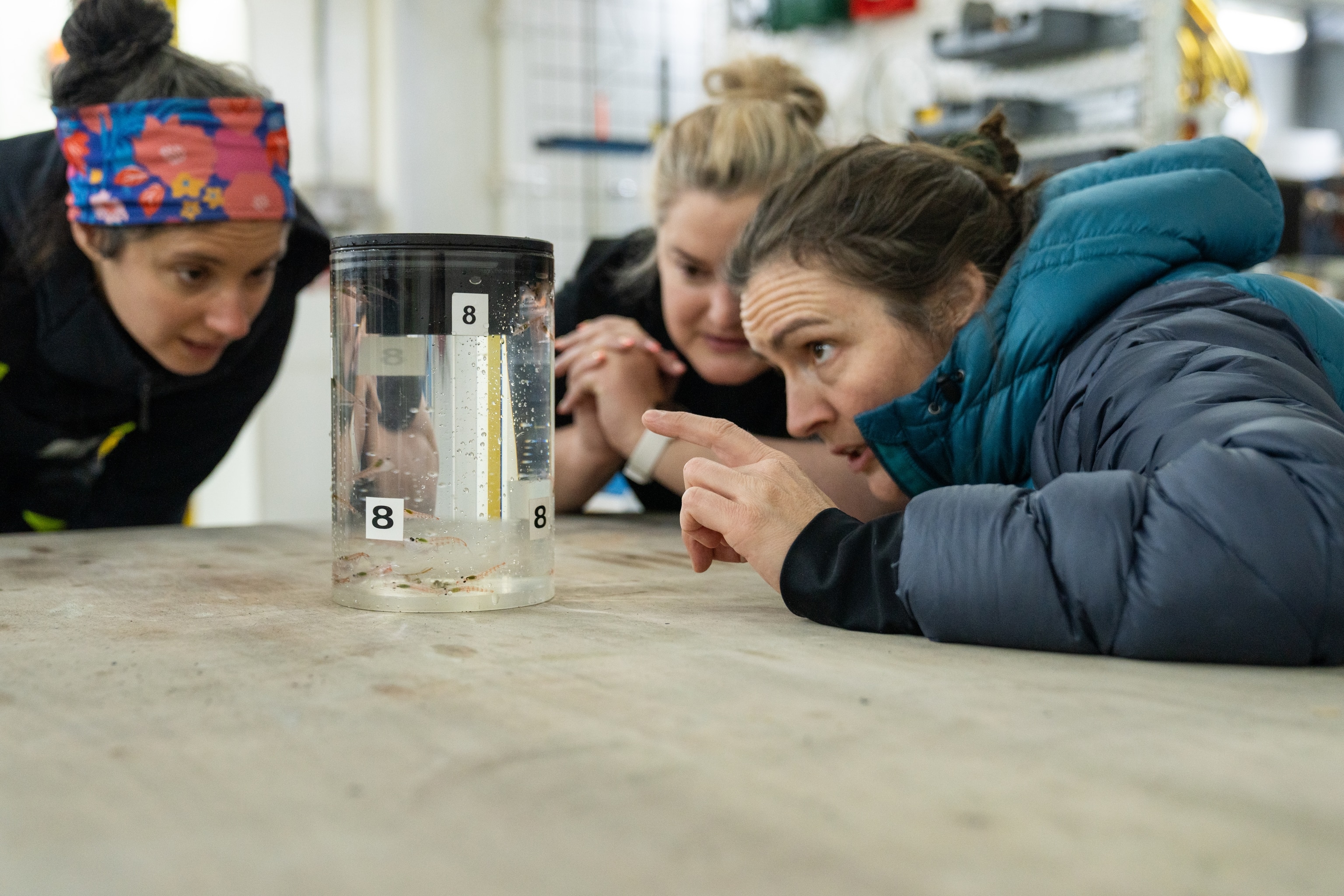 National Geographic Explorers, Kim Bernard (right), Jane Young (middle) and Bernard's team member and PhD student, Rachel Kaplan (left), observe Antarctic krill collected by ROV Subastian in Weddell Sea, Southern Ocean, Antarctic.