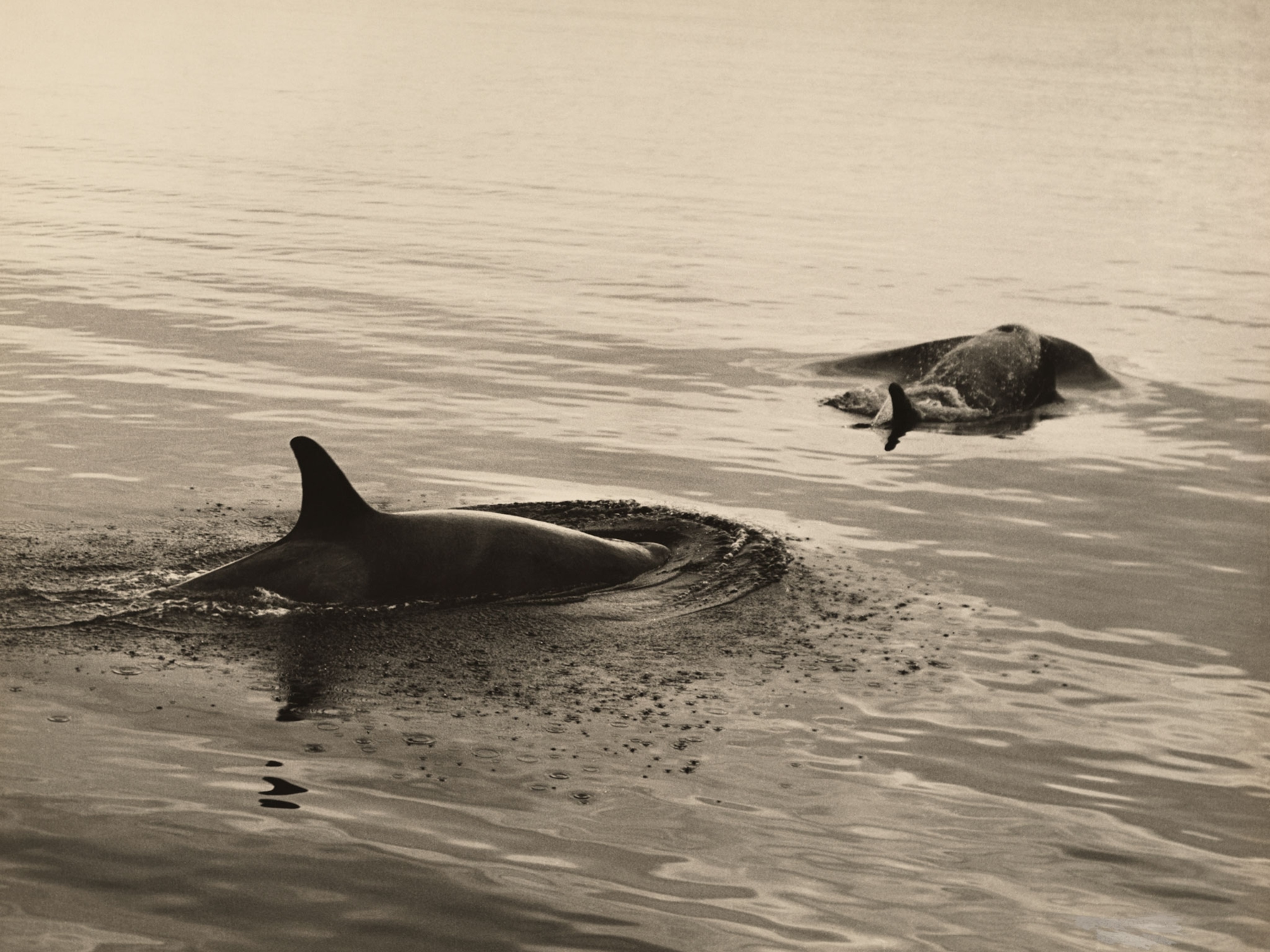 whales in Antarctica