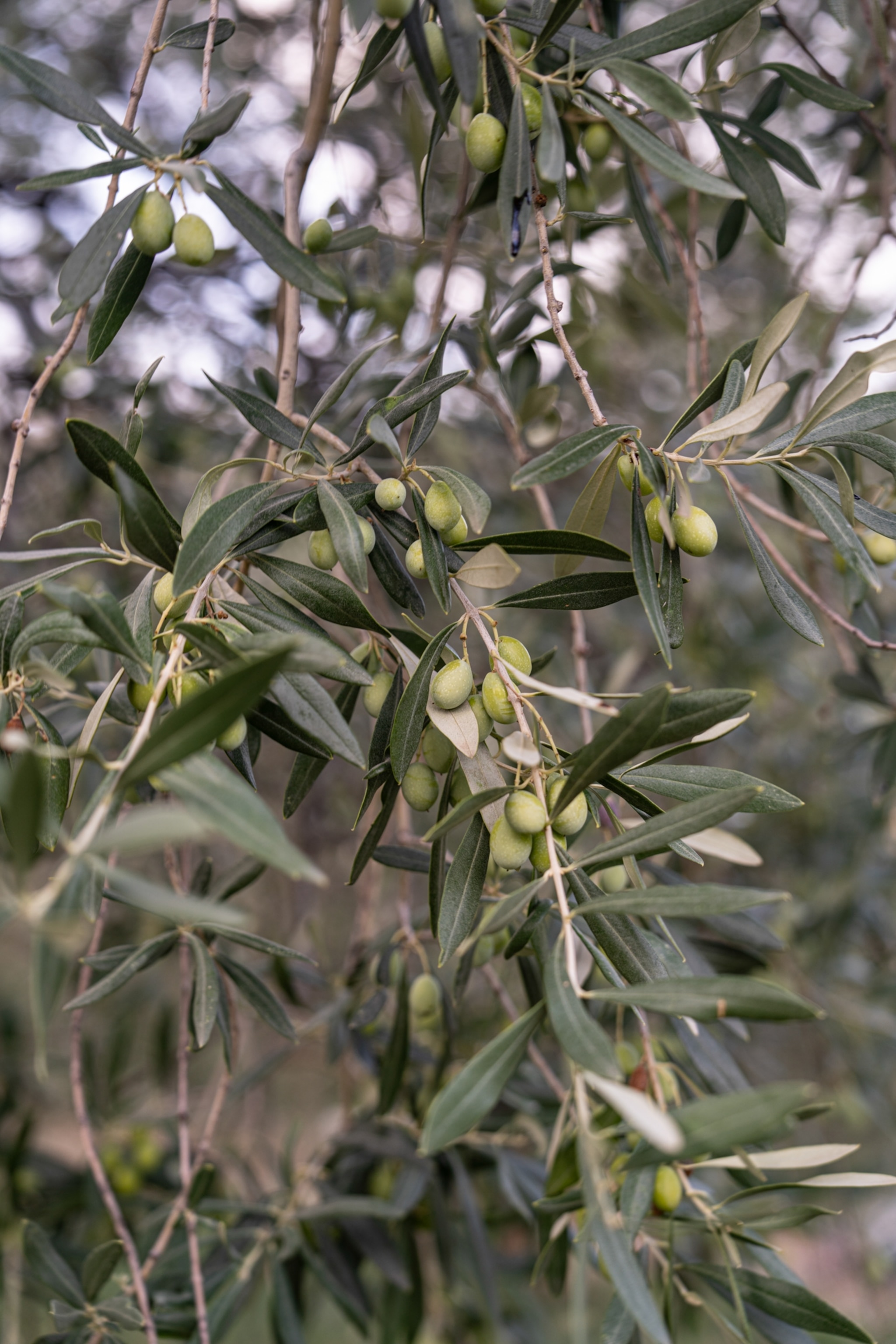Olive branches in the hills of Bolotana, Sardinia