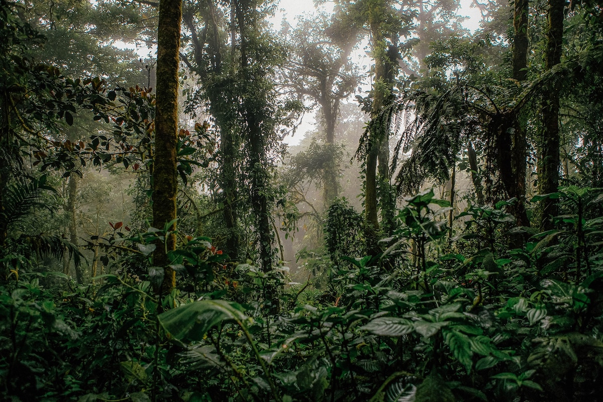 Costa Rica's Monteverde faces an eco-tourism crisis - Vimarsana News