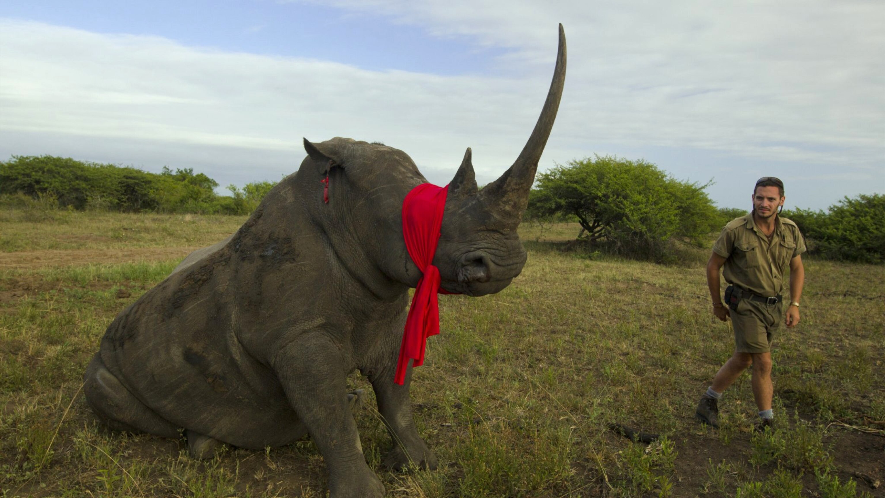 01rhinosjoubert_16x9.jpg?w=1200