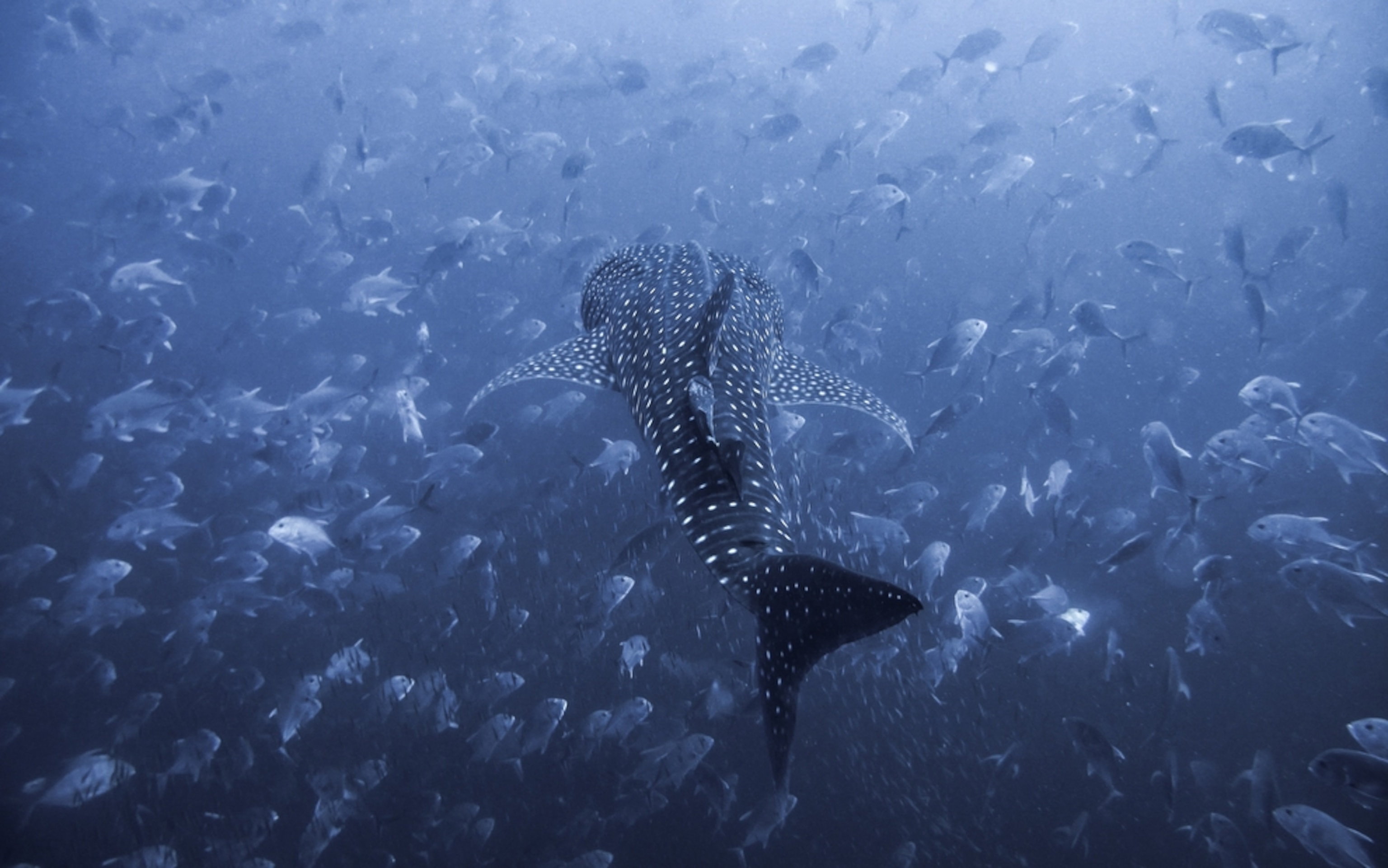 whale shark in Andaman Sea