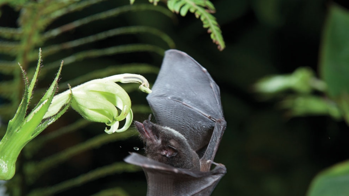 Super-tongue Bat Caught on Camera (With Video)