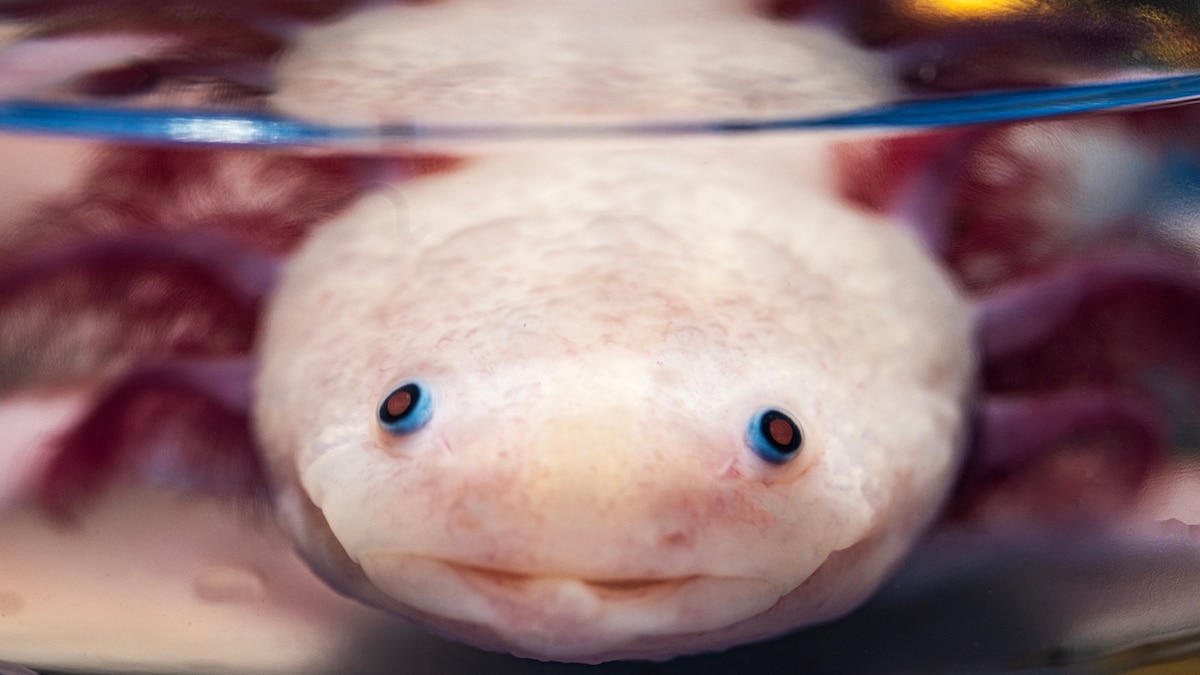 Scientists are solving the mystery of how axolotls regrow limbs
