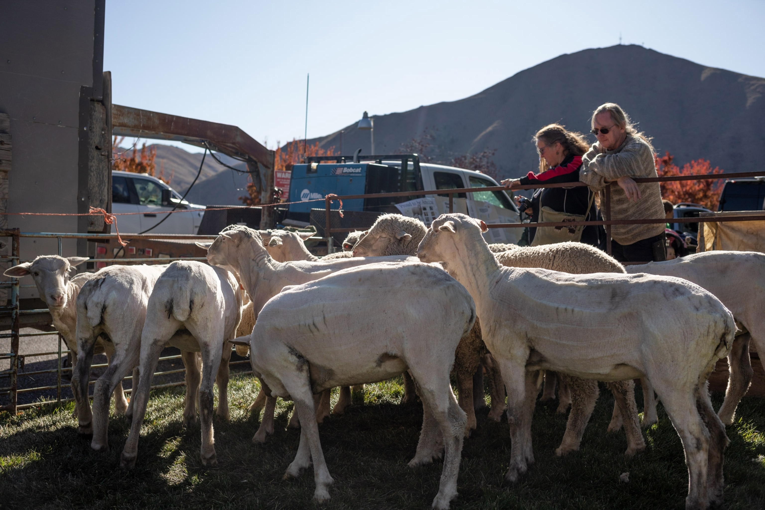 attendees looking at sheared sheep at the Trailing of the Sheep Festival in Hailey, Idaho