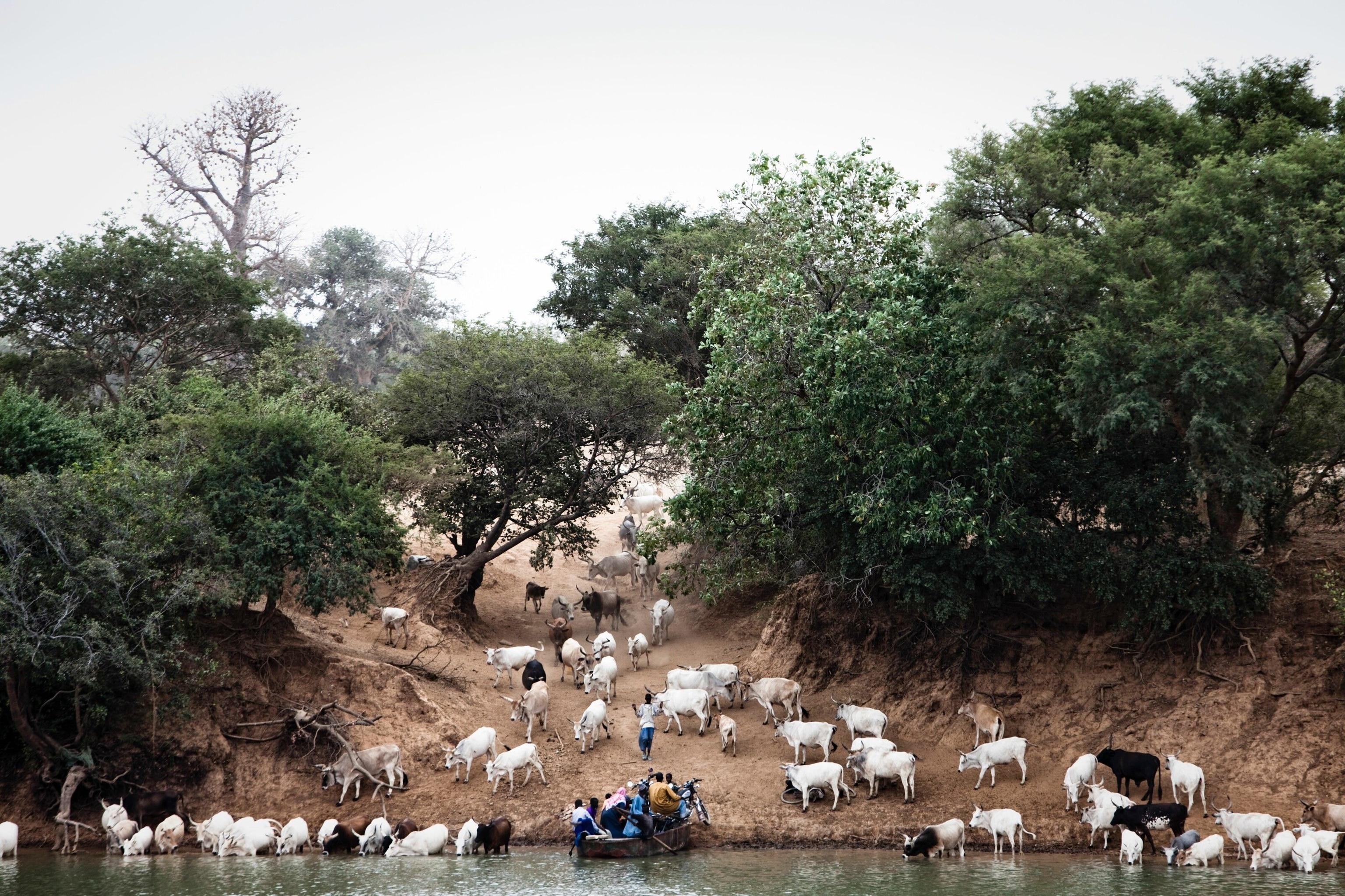 Fula men bring their cattle to drink from River Gambia at Fatta Tenda, a former colonial-era trading station in the Upper River region.
