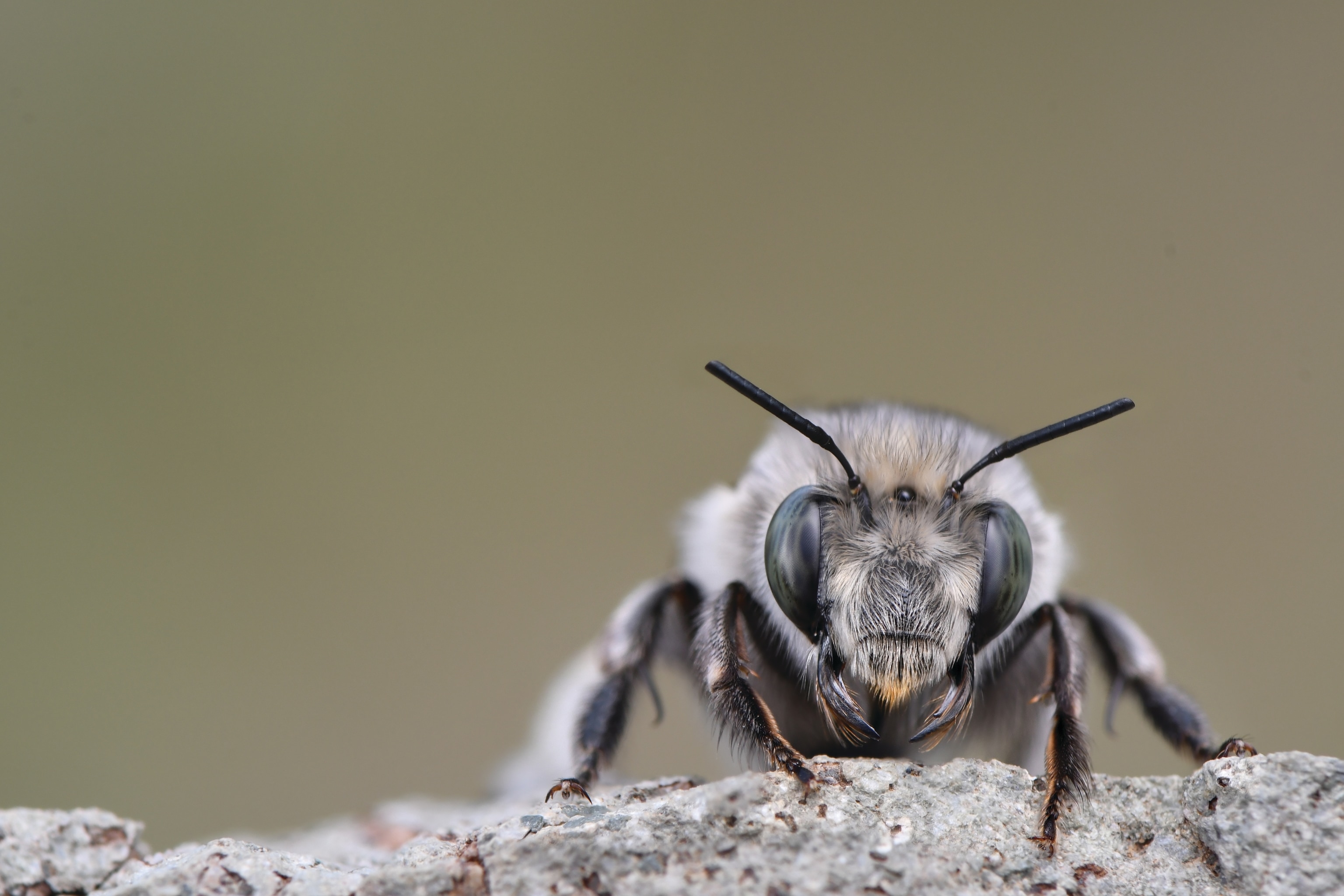 A bee in close view, resting on a grey rock.