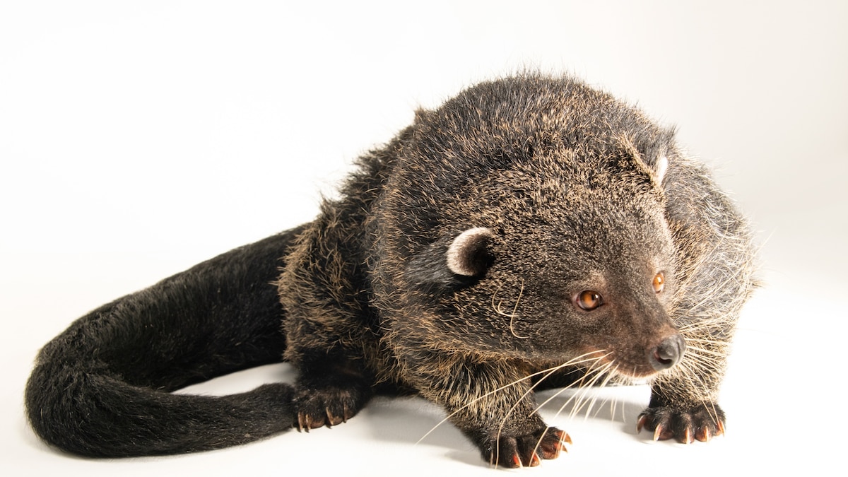 Binturong, facts and photos | National Geographic