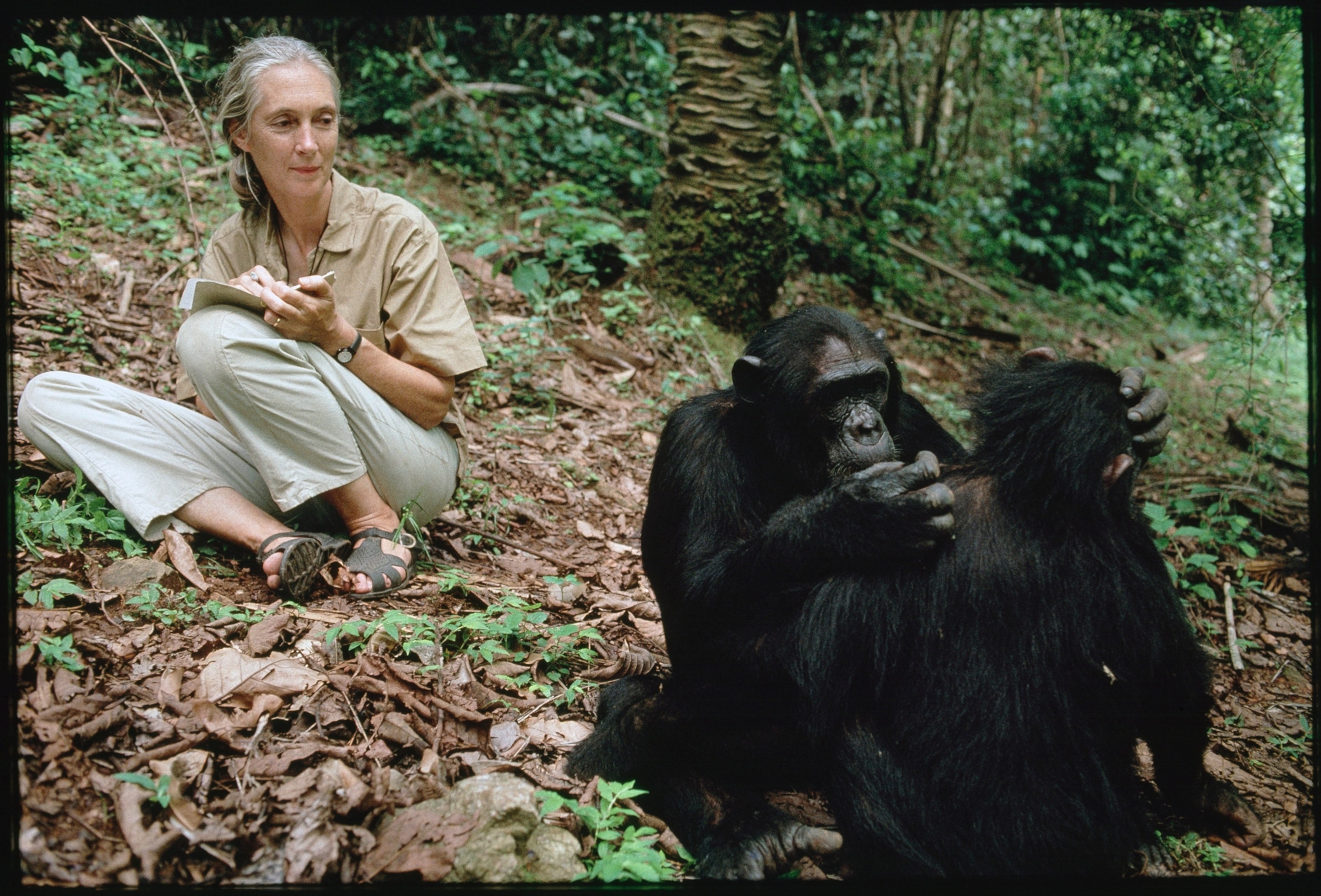 See National Geographic's most iconic Jane Goodall photos | National  Geographic