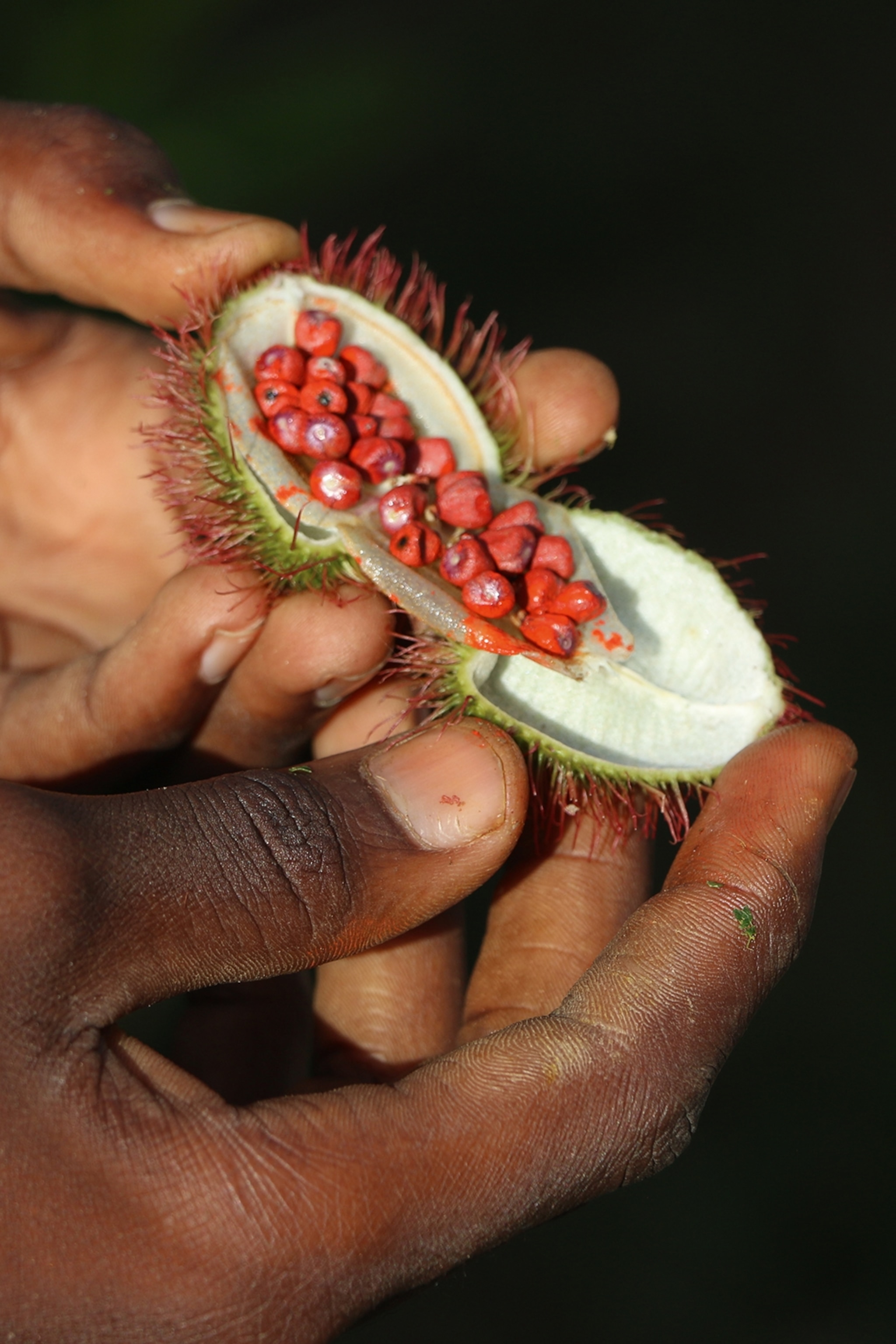 A person holding a furry fruit open, revealing small red pearls of fruit flesh inside.