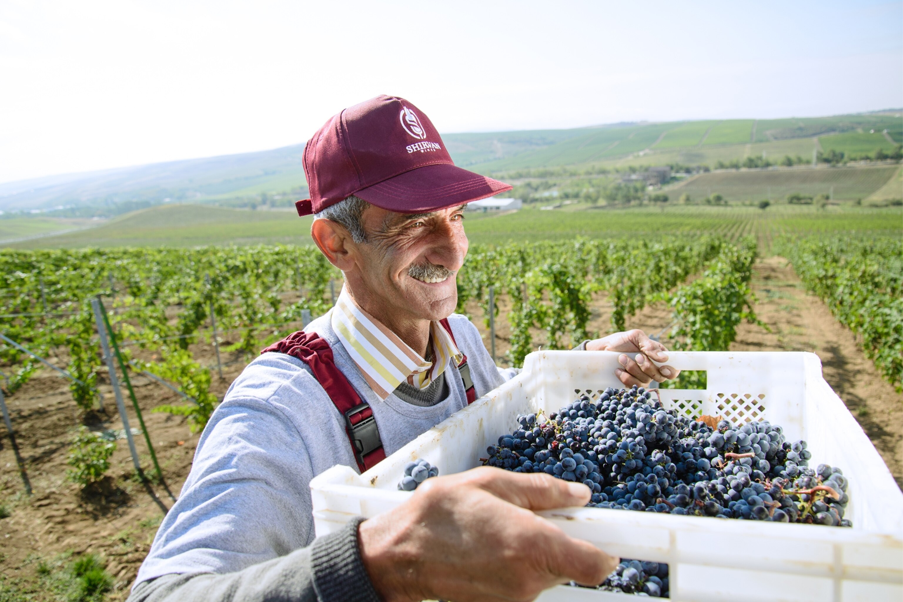 vineyard in azerbaijan