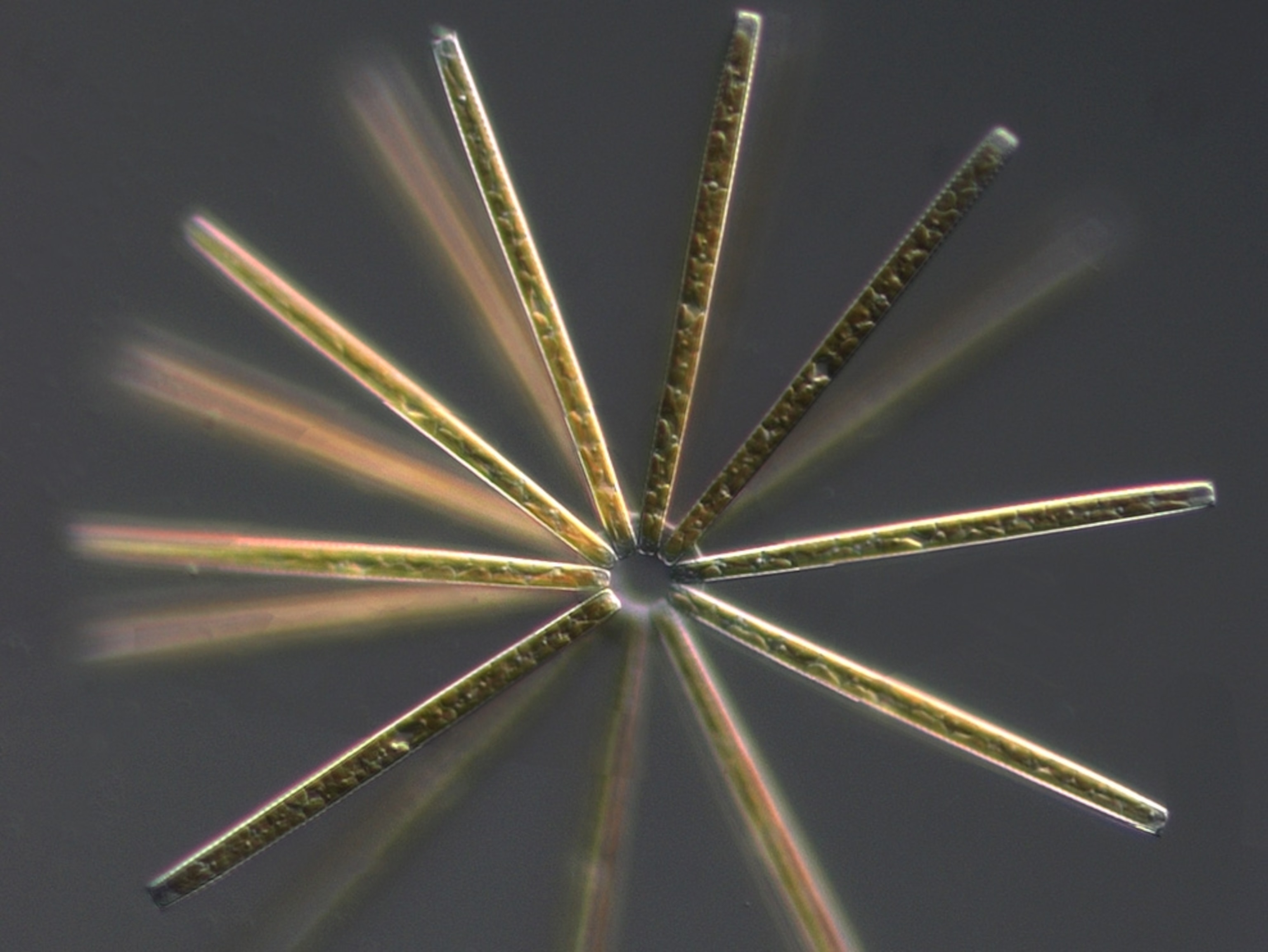 A star-shaped, metallic-looking colony of marine diatoms