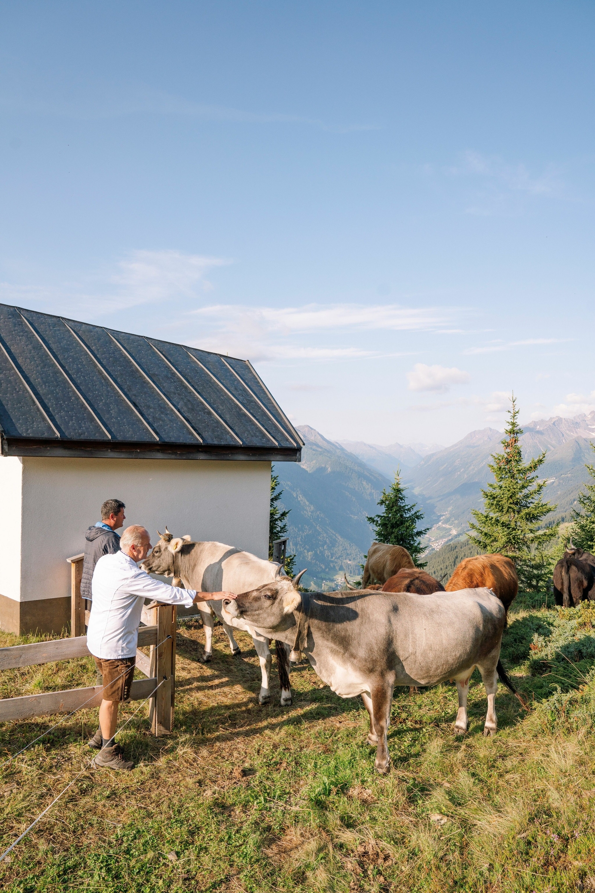 Highland cattle at a mountain farm