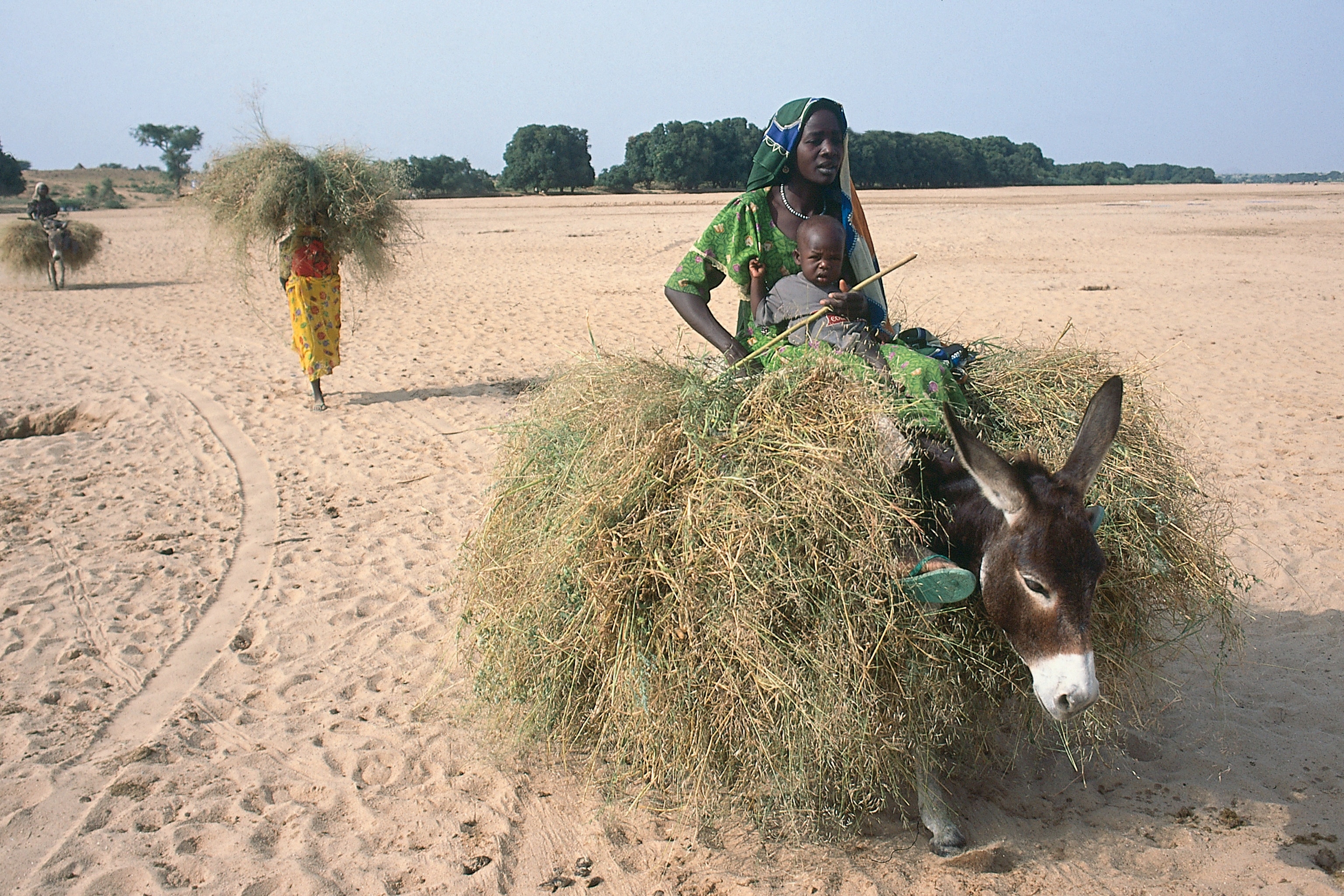 How the global donkey skin trade risks spreading deadly diseases