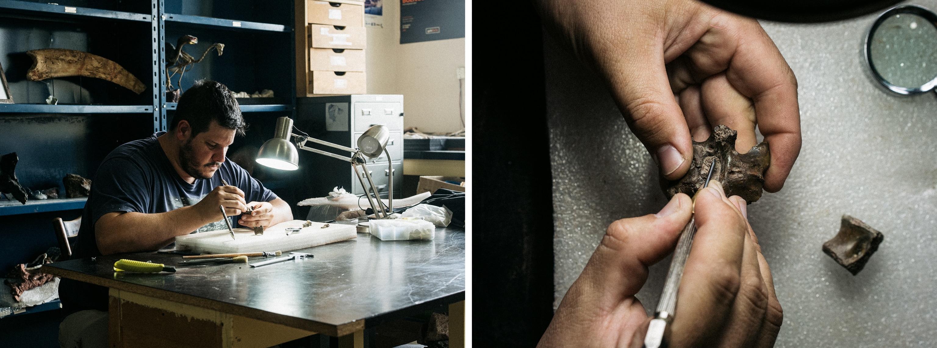 On the left, a man meticulously working on a small fossil at a cluttered desk in a dimly lit lab, surrounded by tools and fossils. On the right, a close-up of hands holding a small fossil, carefully examining it with a precision tool.