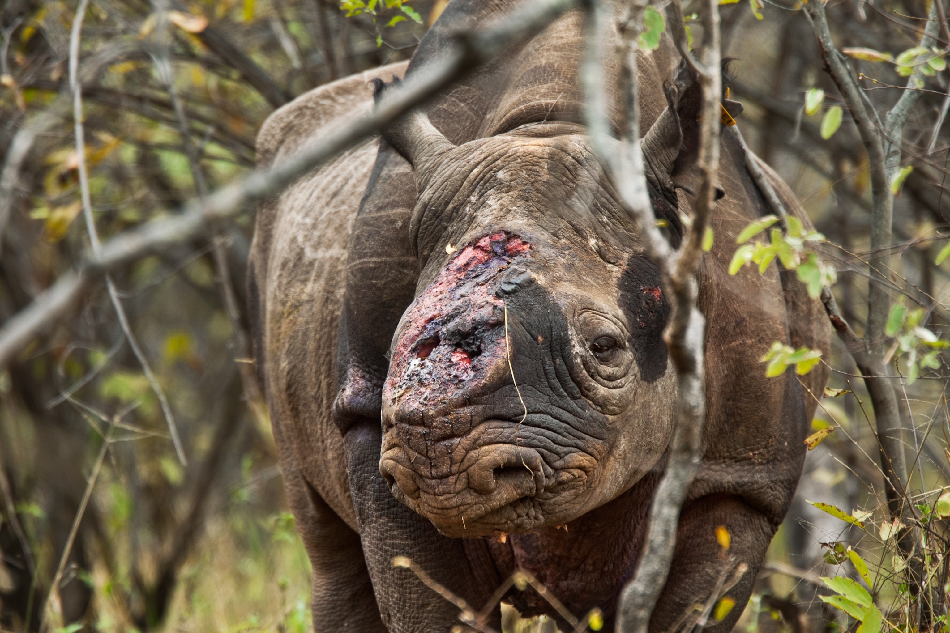 a rhino shot by poachers.