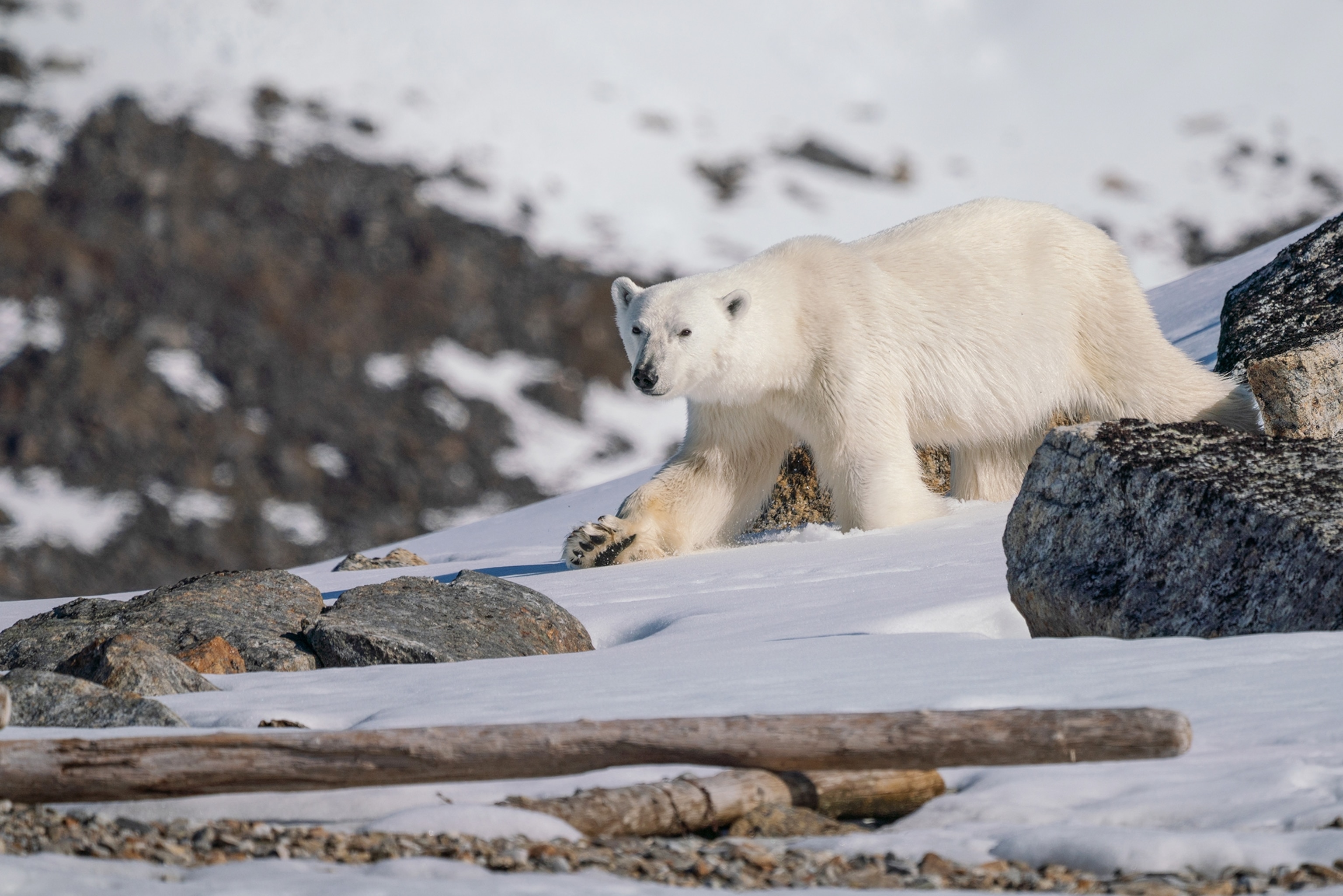 A polar bear, Ursus maritimus, walks through snow.