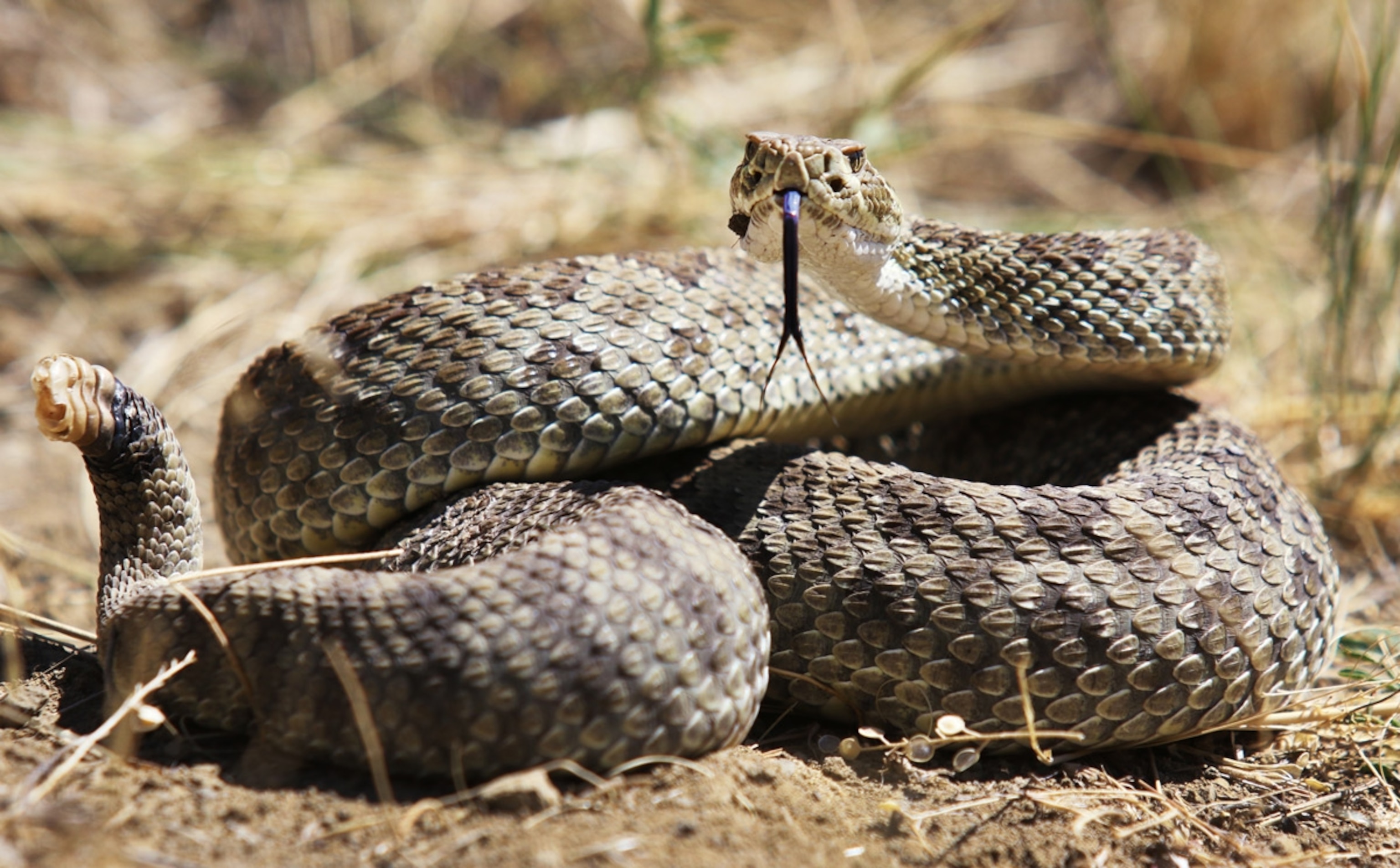 A prairie rattlesnake coils into striking position, flicking its forked tongue in and out on a sunny, dry hillside near Livingston, Montana on July 24, 2016