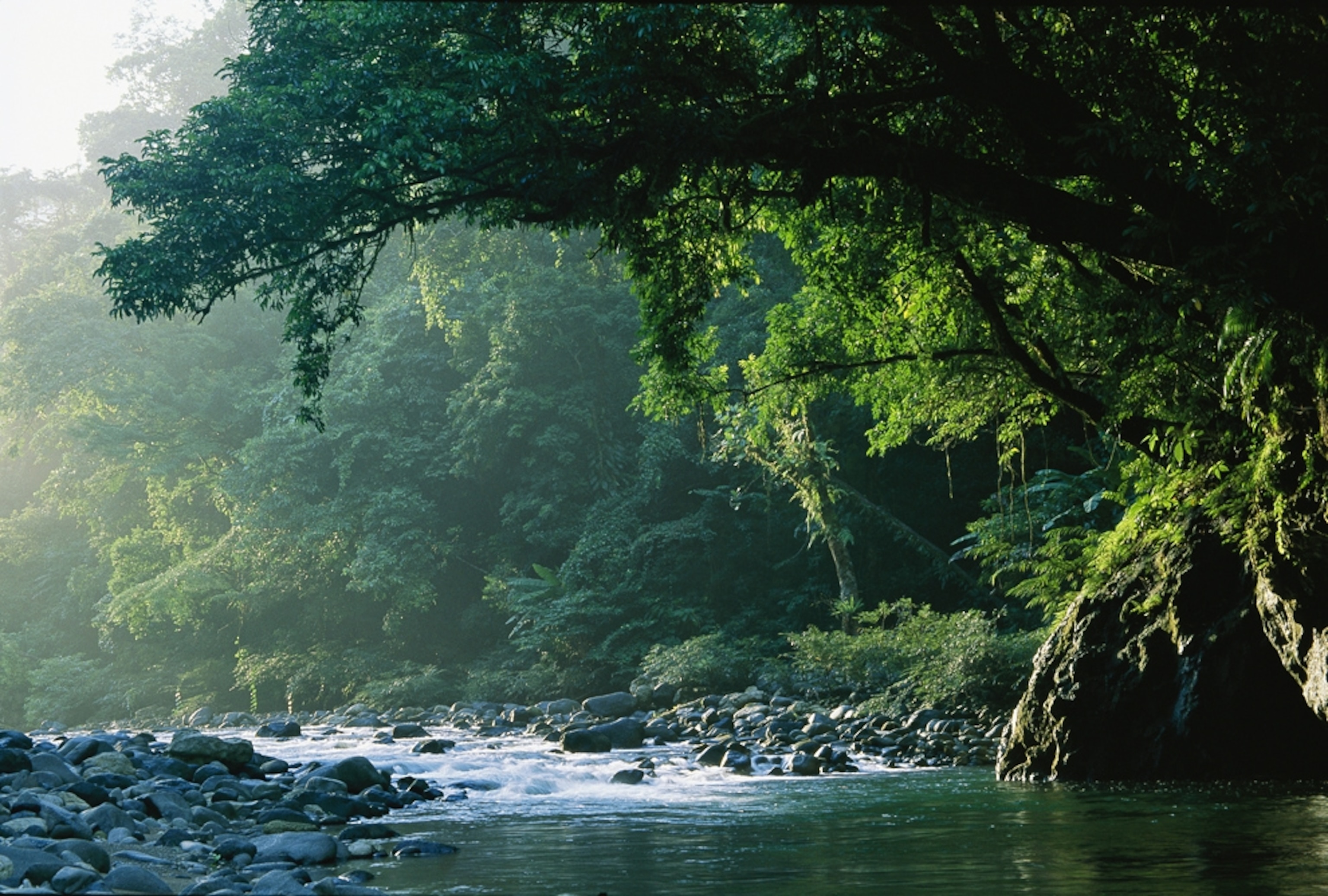Philippine forest picture: one of the ten most threatened forests on Earth Day