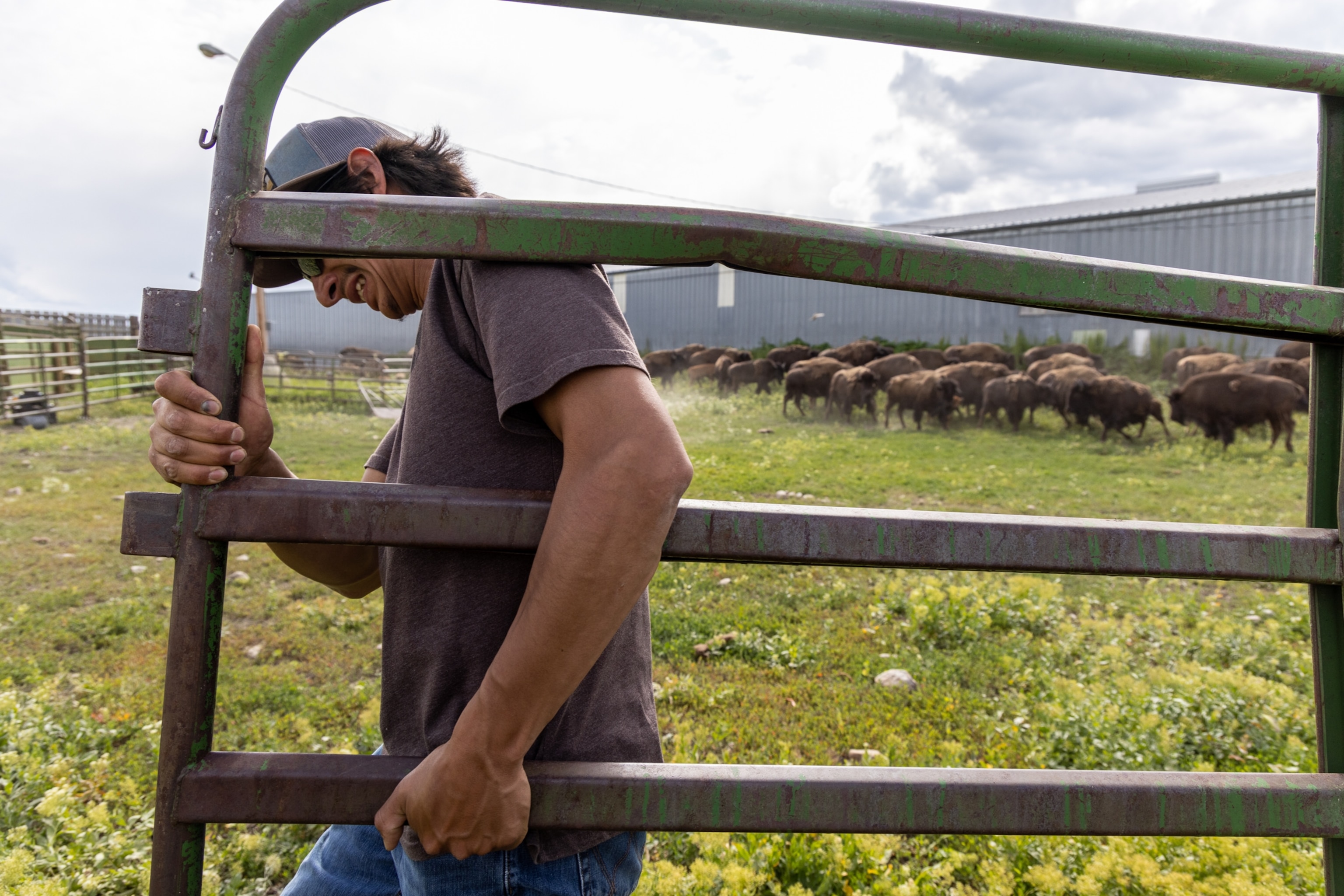 Chazz Raccine carries a gate to secure the corrals where the buffalo are kept