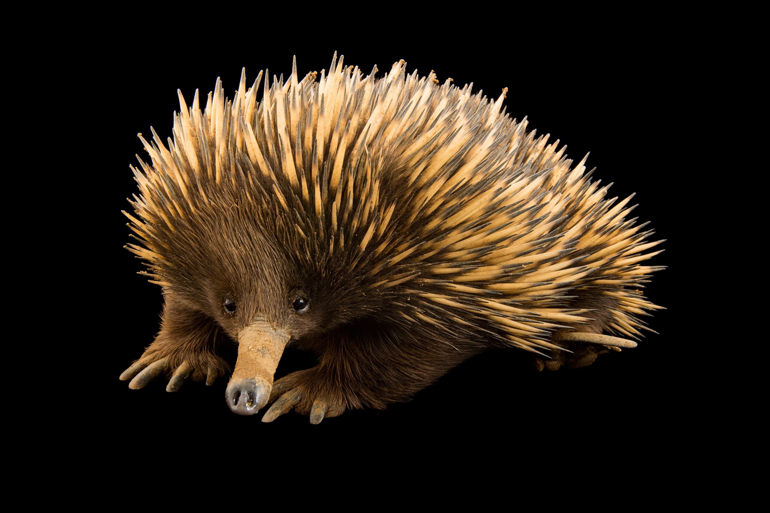 a Kangaroo Island echidna