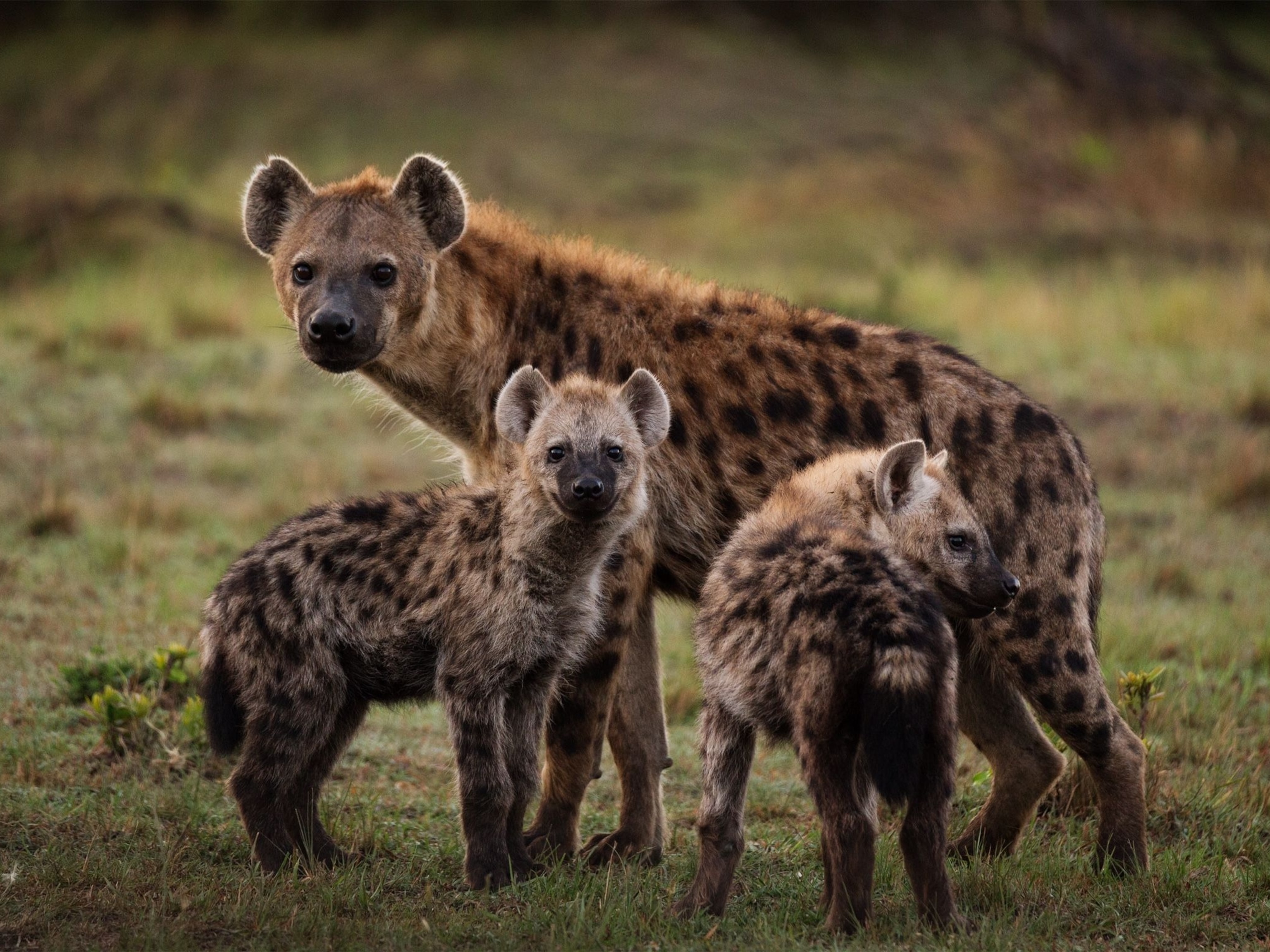 Are Hyenas Part Of The Cat Or Dog Family