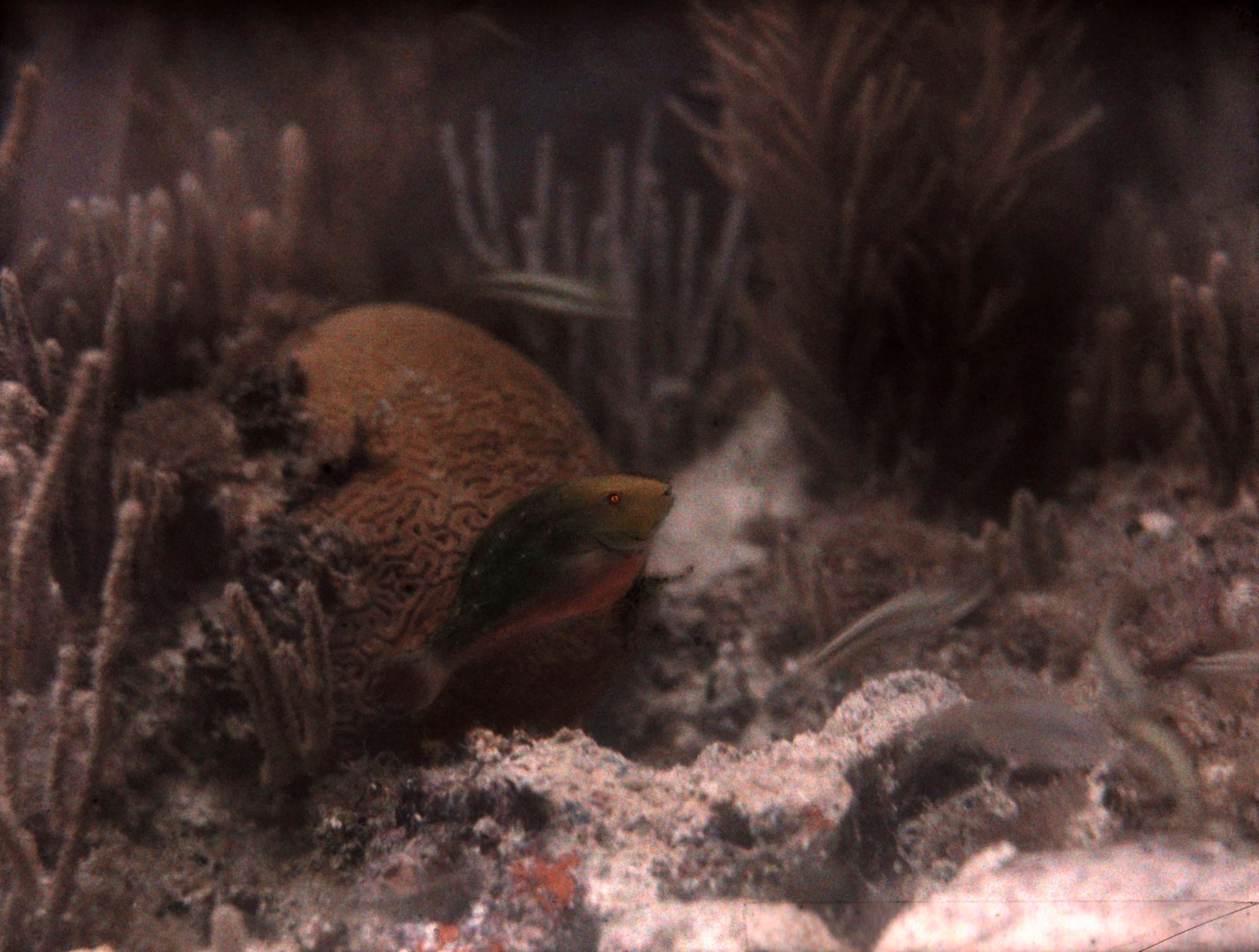 A red parrot fish's bright colors blend with the surrounding coral.