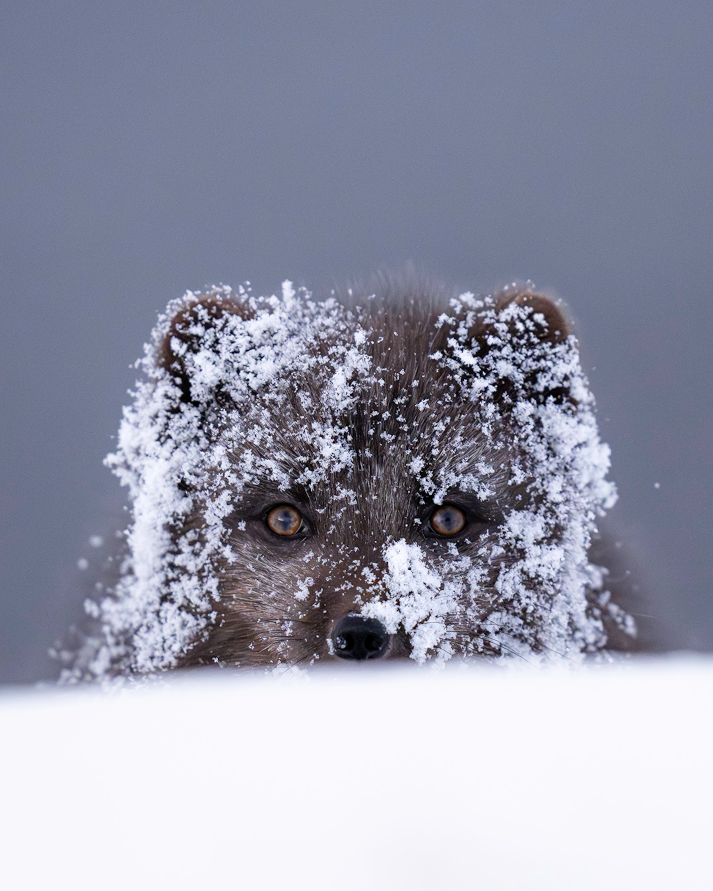 An Arctic fox peaking up from behind a snowy landscape with snow dusted on its fur.
