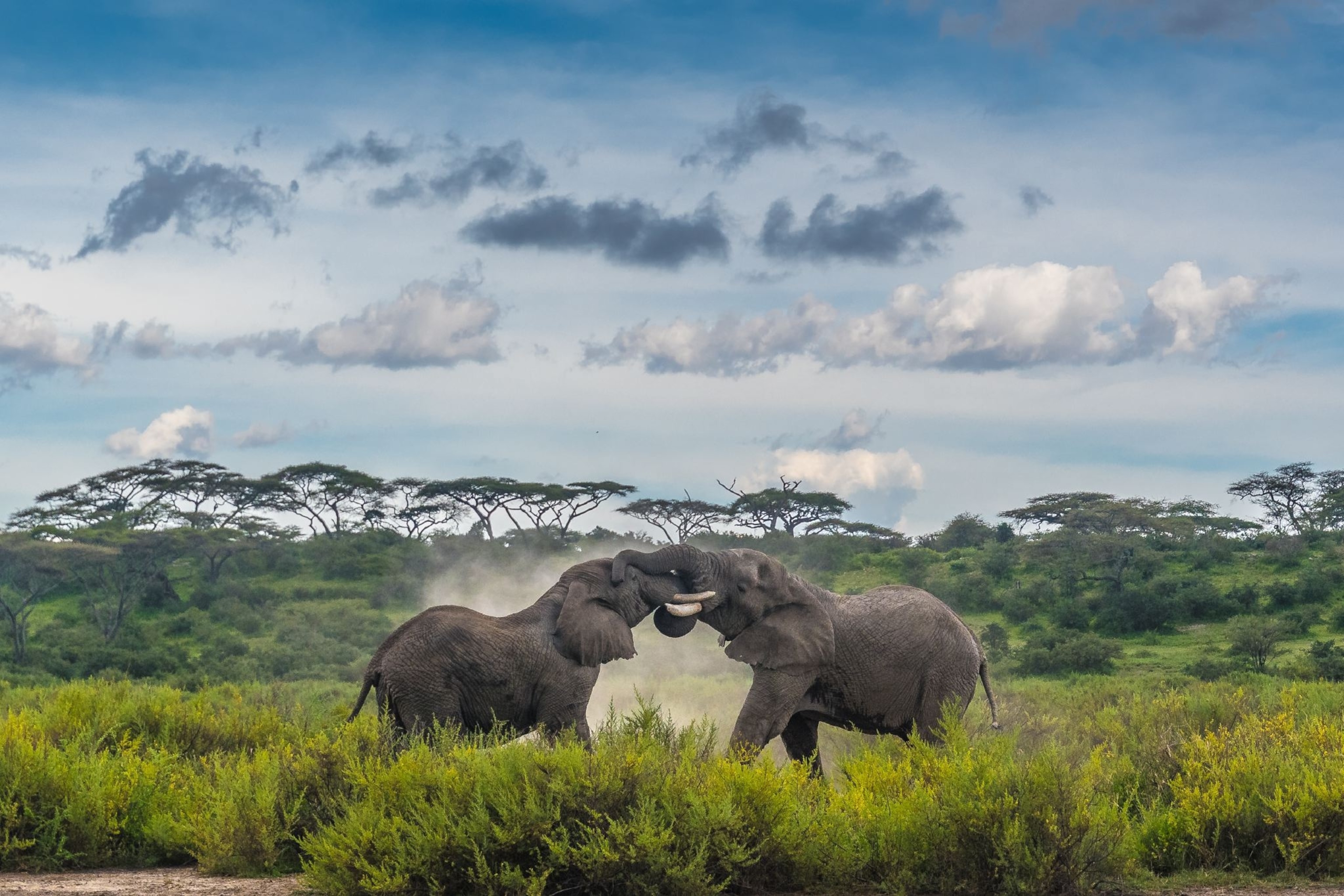 two elephants tussling in Ngorongoro, Tanzania