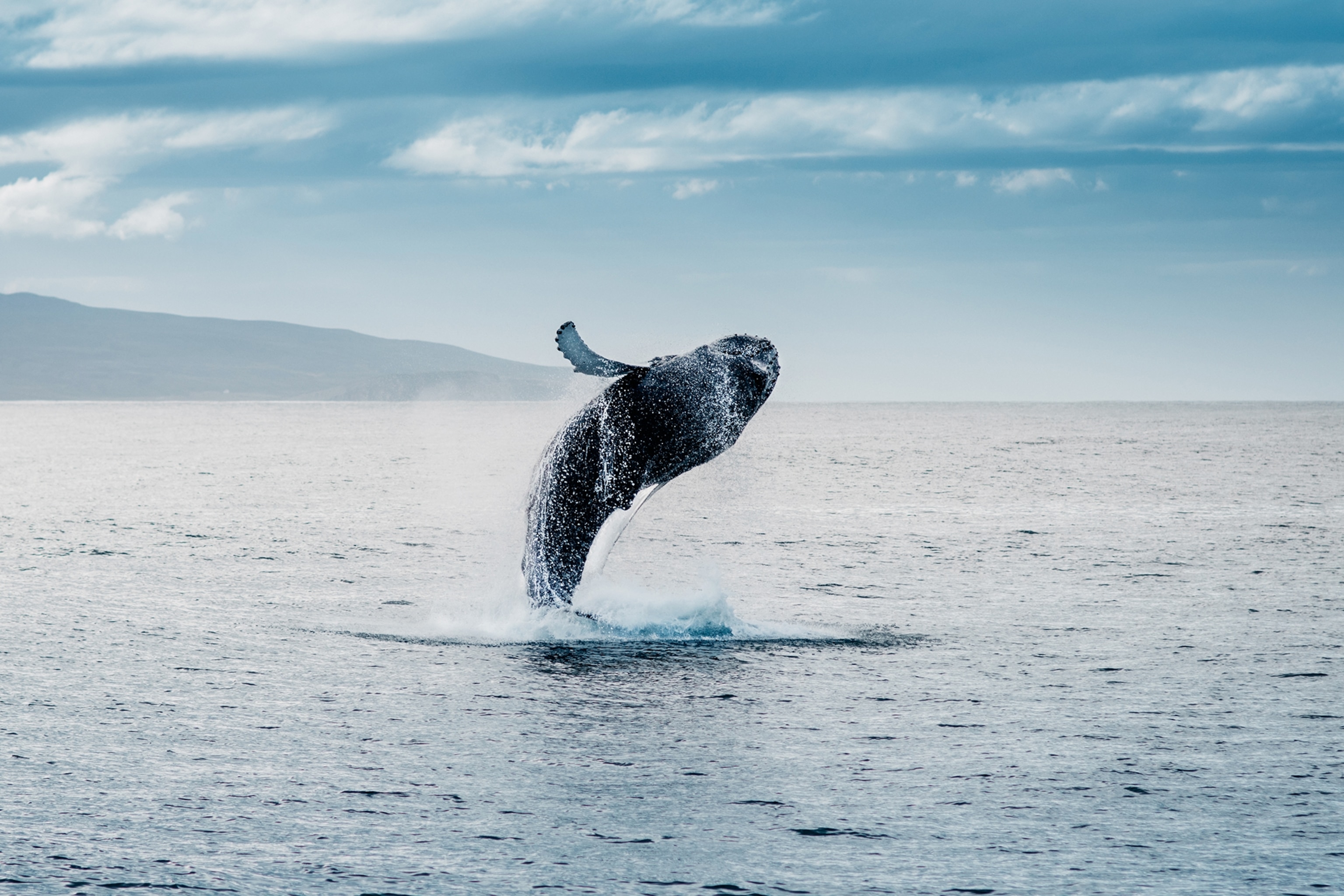 A whale jumping out of an ocean with water splashing around him.