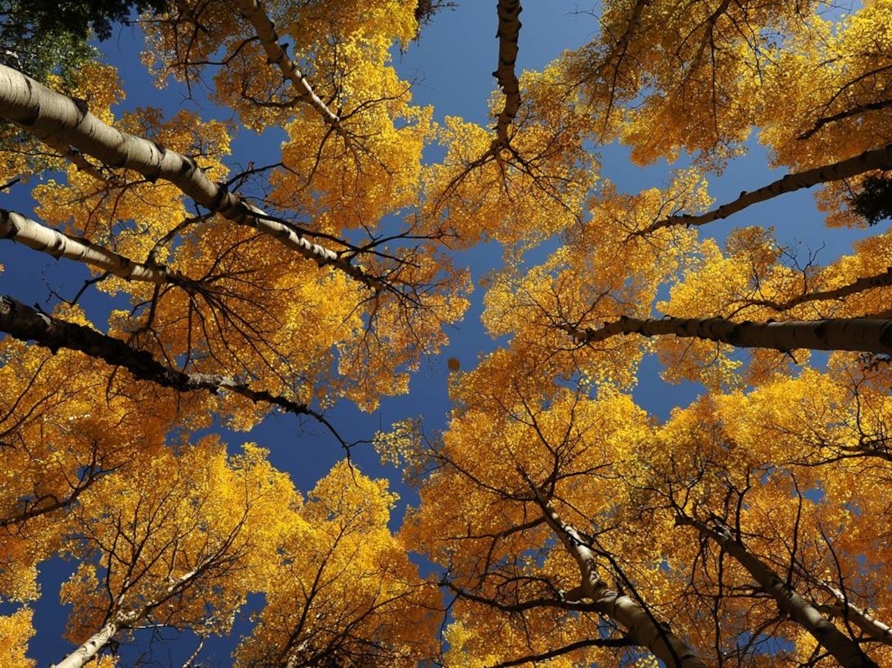 trees in autumn, Rocky Mountain National Park