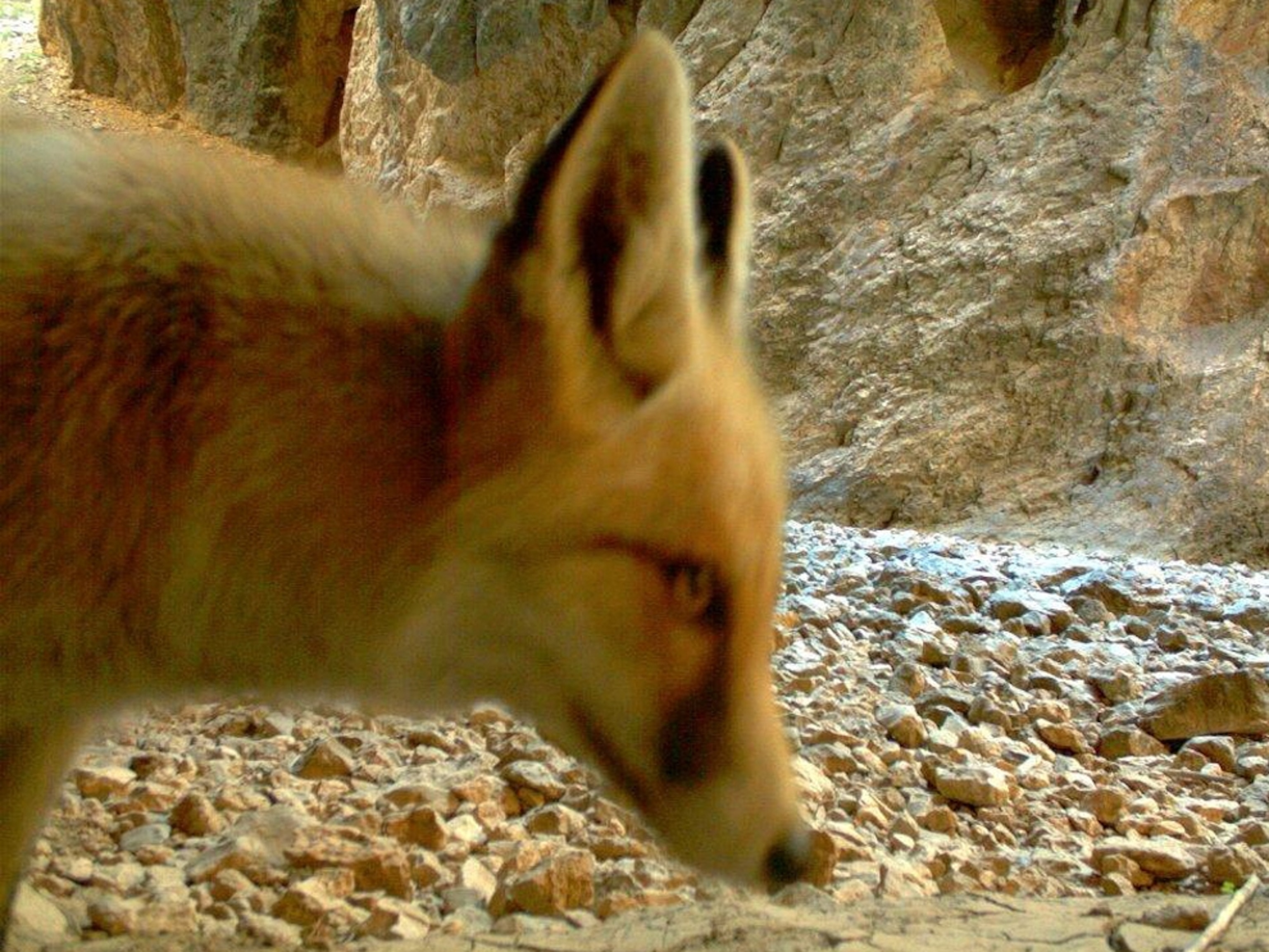 Red fox picture: animal found recently via camera trap in Afghanistan