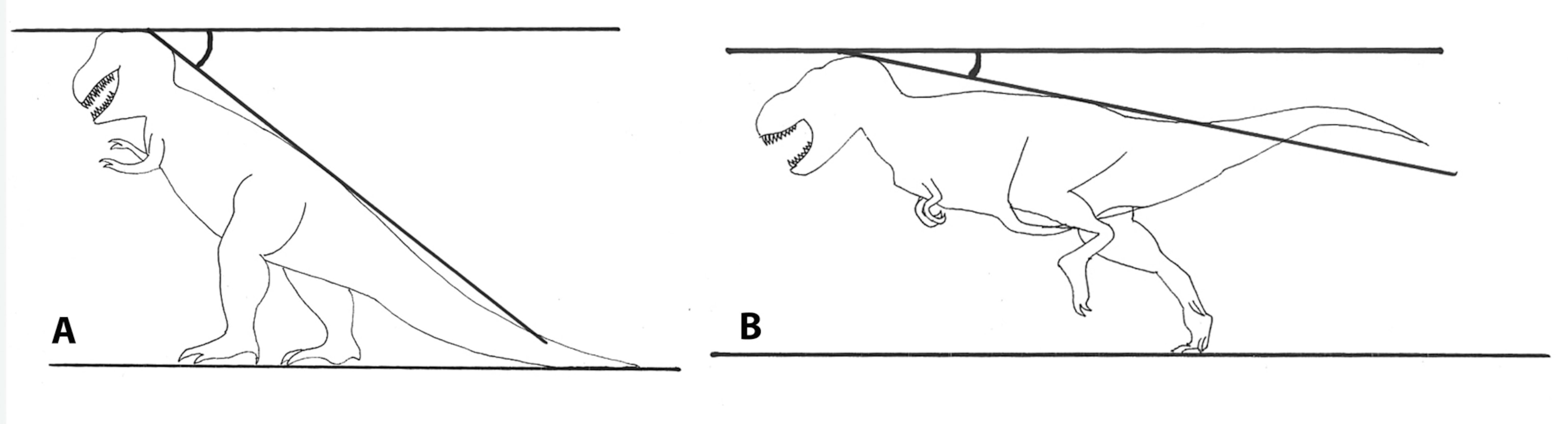 A scientific diagram compares two dinosaur postures, showing how body position changes when hanging beneath a support line, labeled A and B.