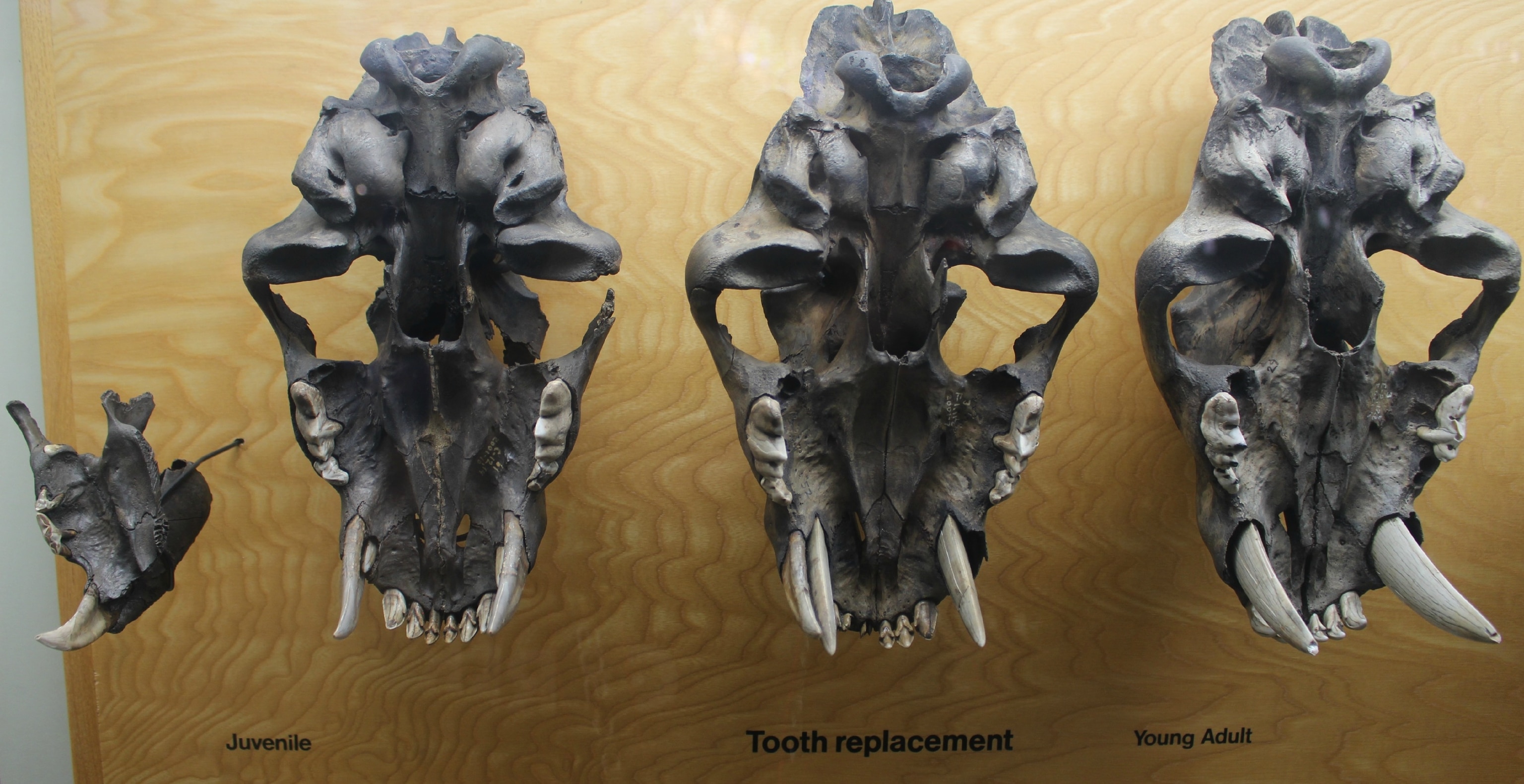Young Smilodon had their milk and permanent canines for about 11 months. Photo by Brian Switek