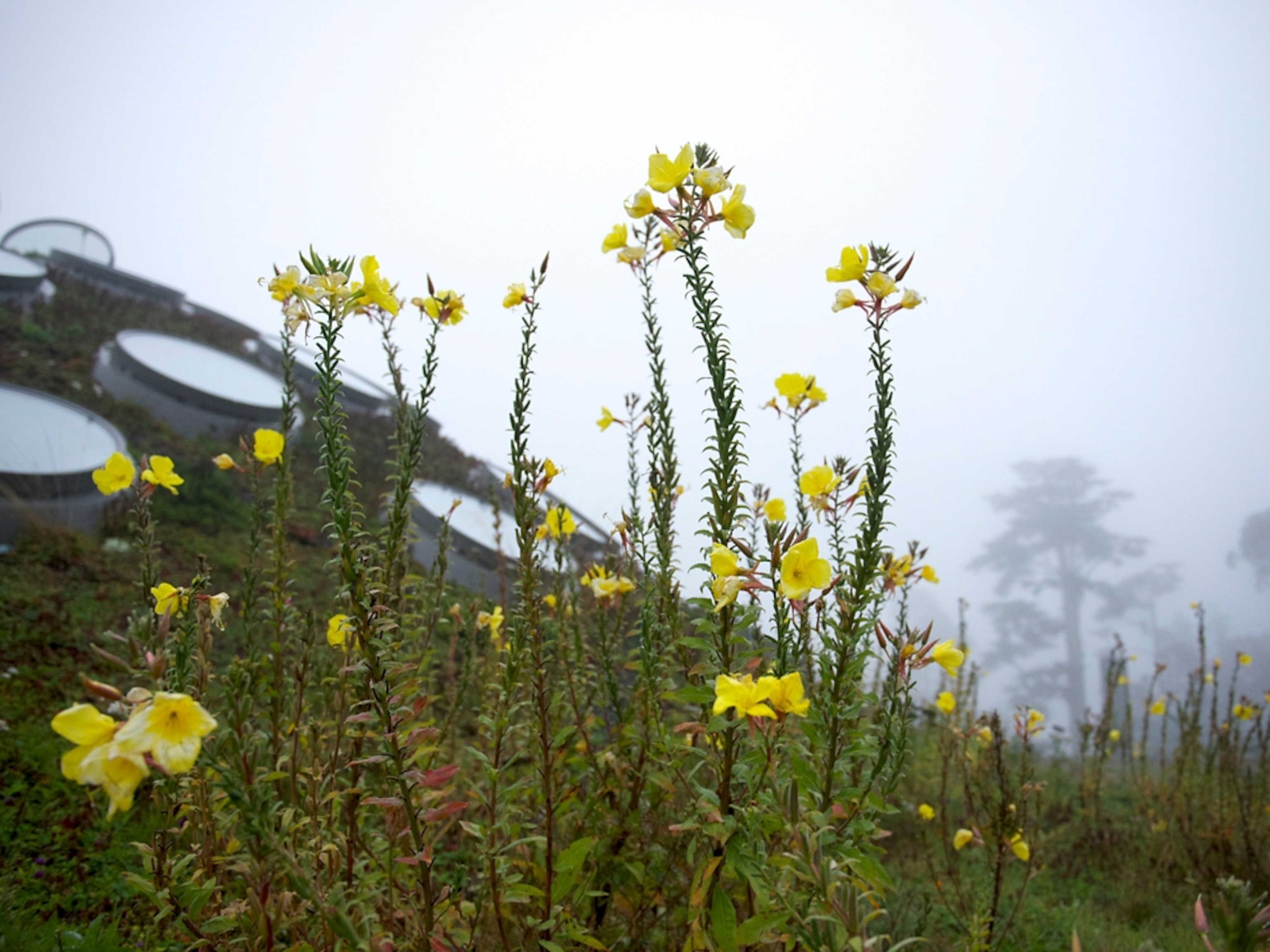the living rooftop at the California Academy of Sciences