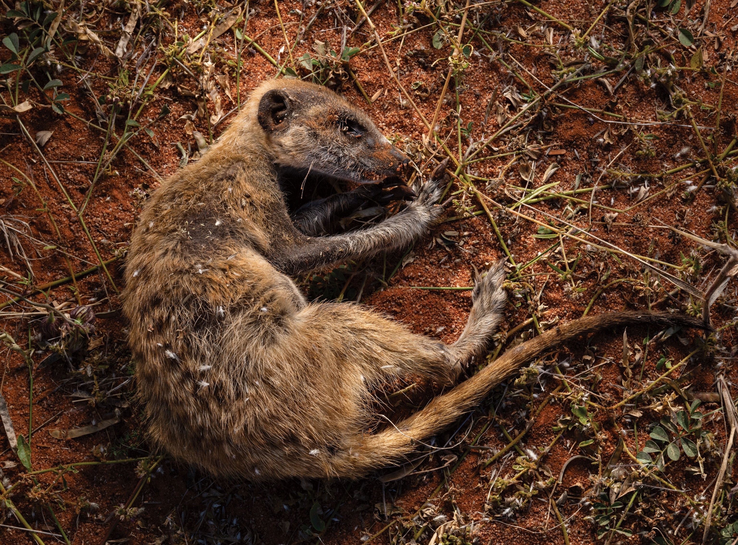 Dead meerkat.