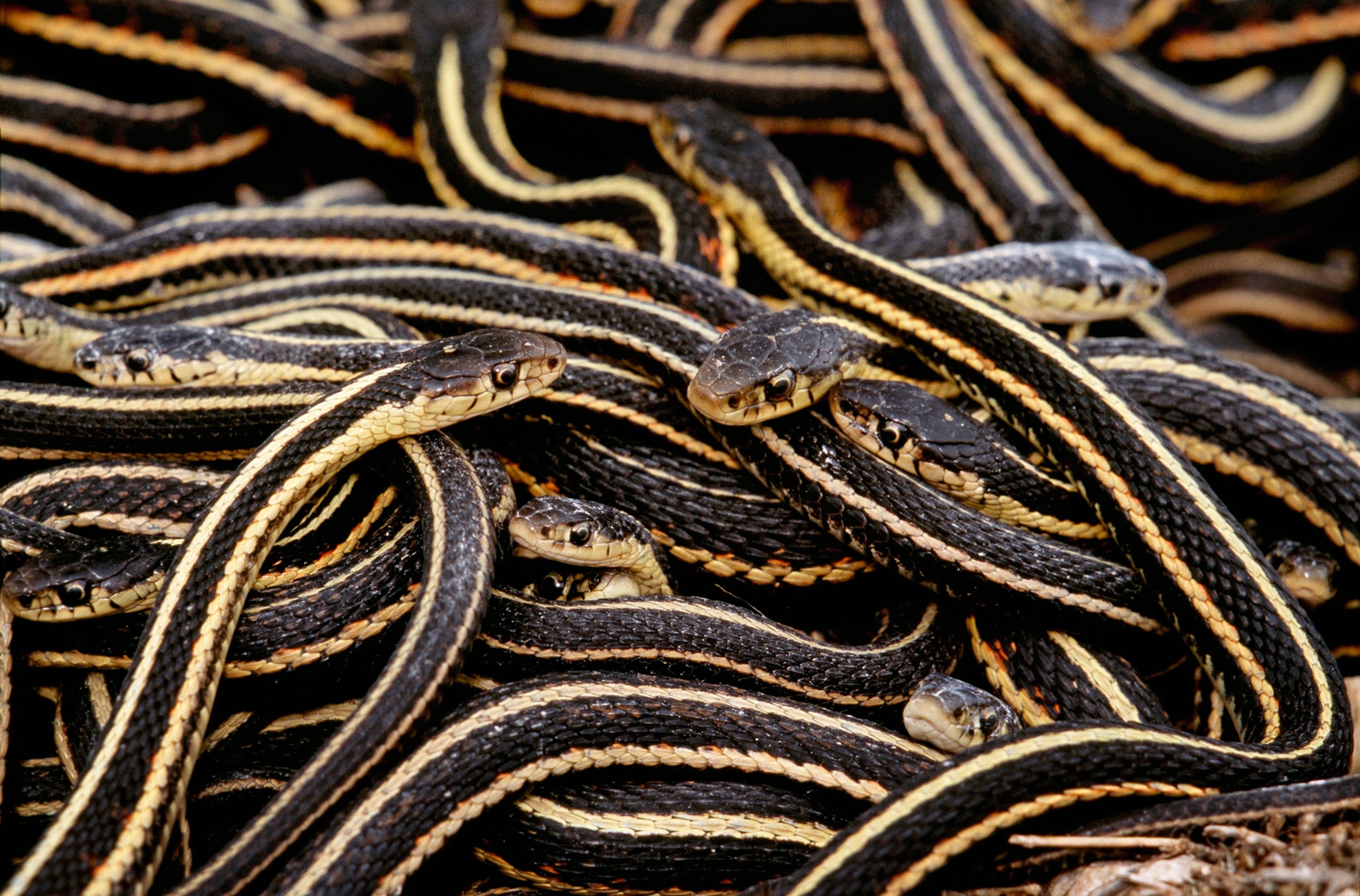 snakes in a mating den