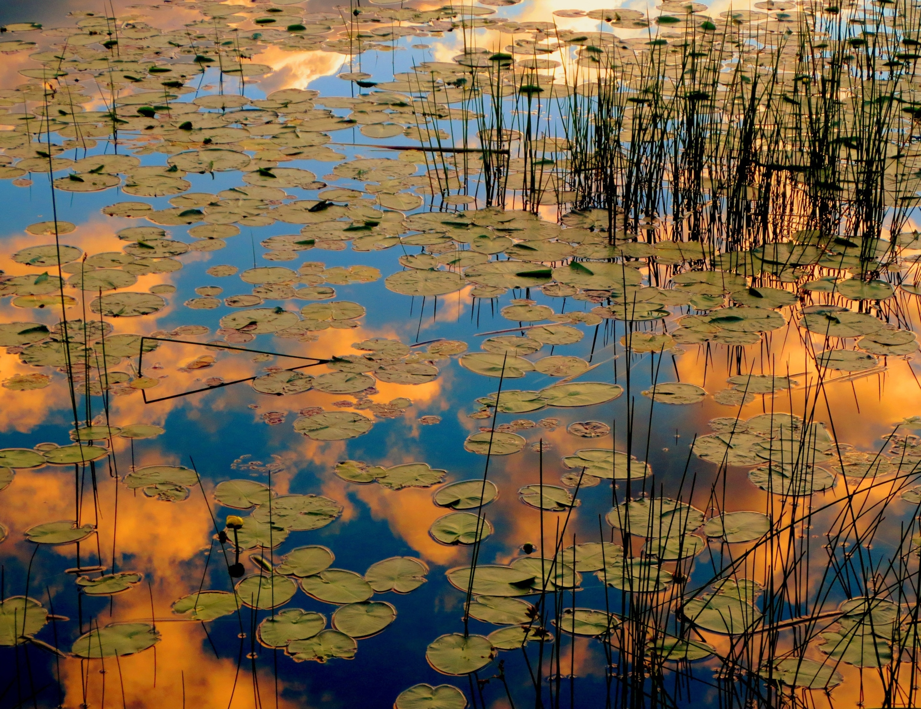 pond with reeds and lily pads